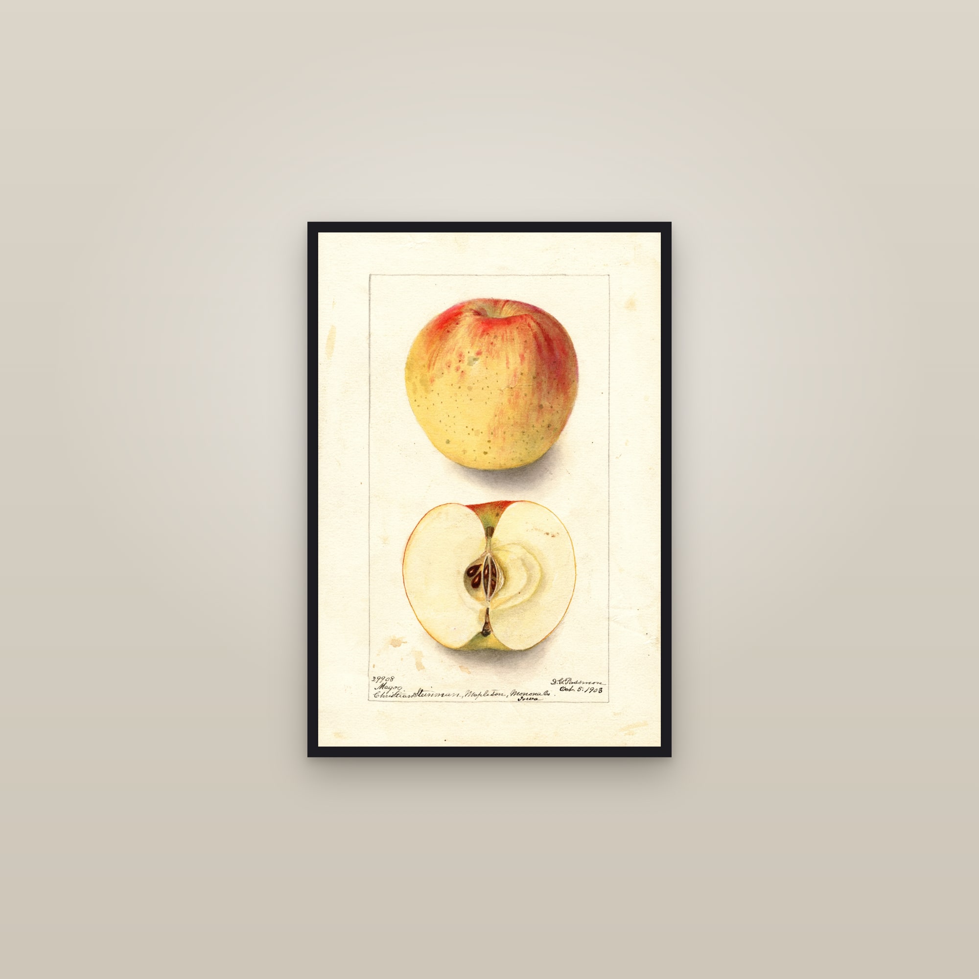 Magog Apple — framed in a gallery setting