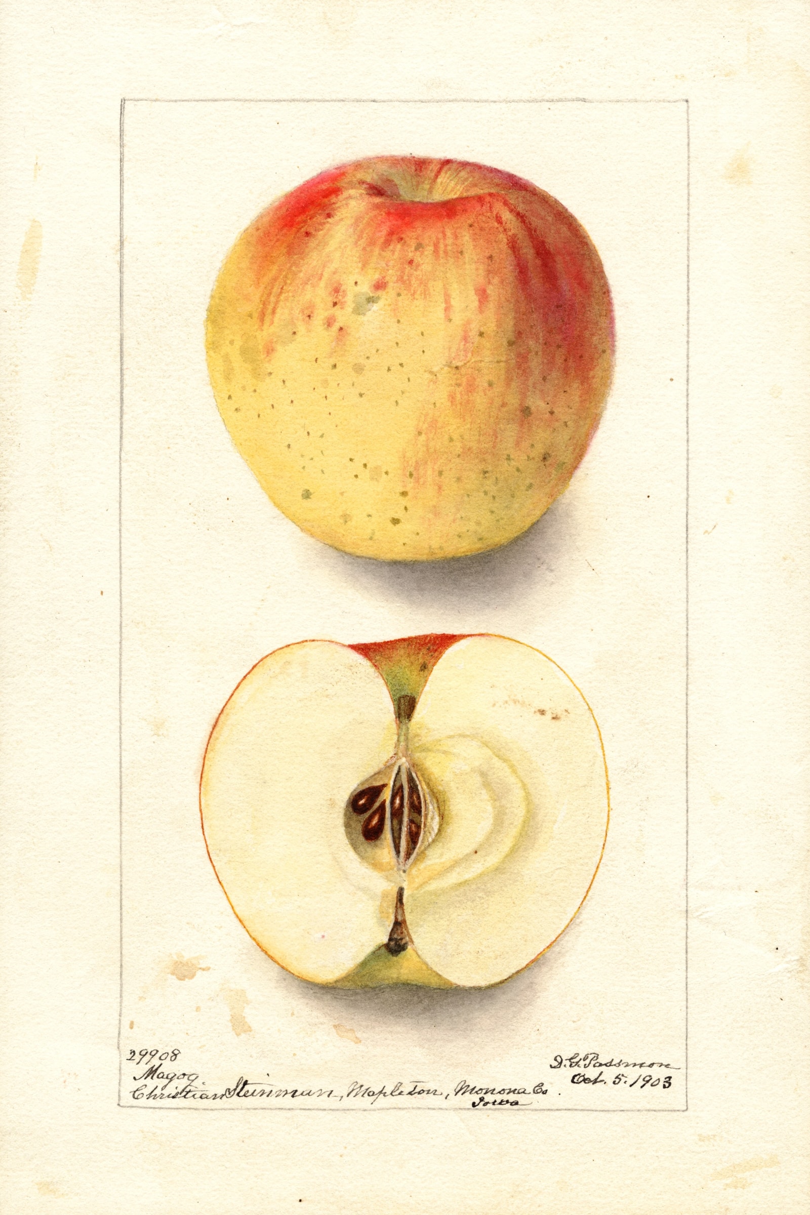 Magog Apple