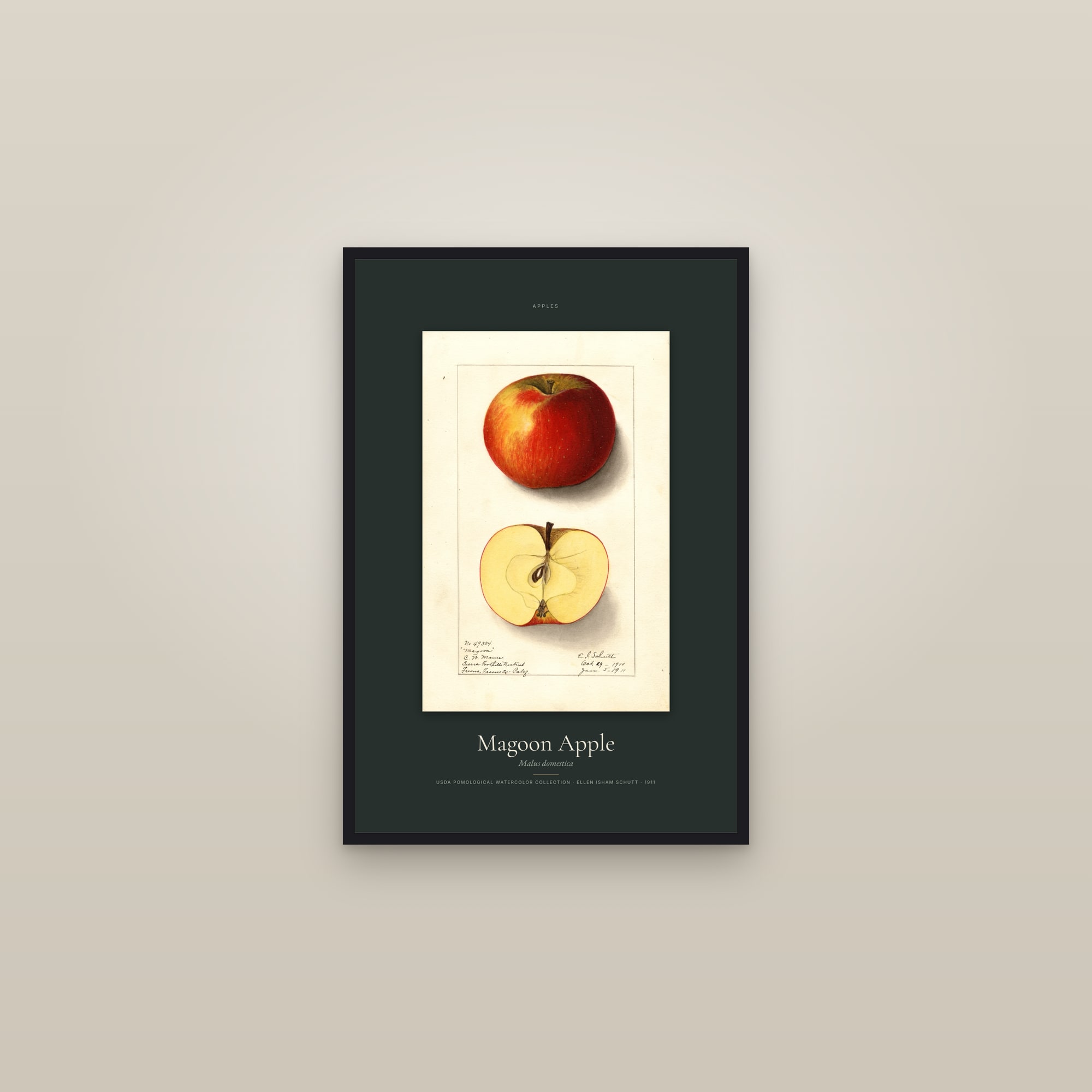 Magoon Apple — Specimen — framed in a gallery setting