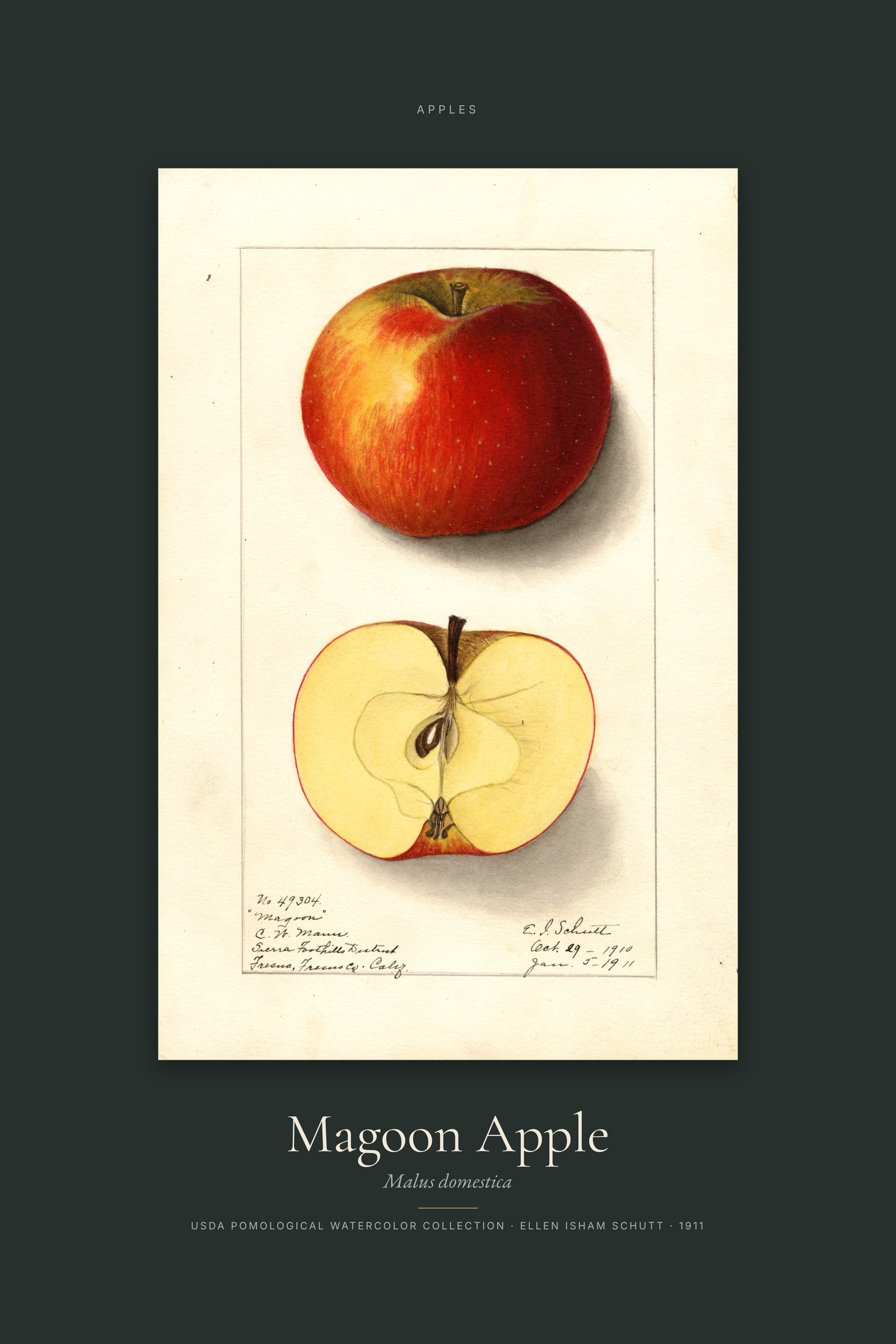 Magoon Apple — Specimen