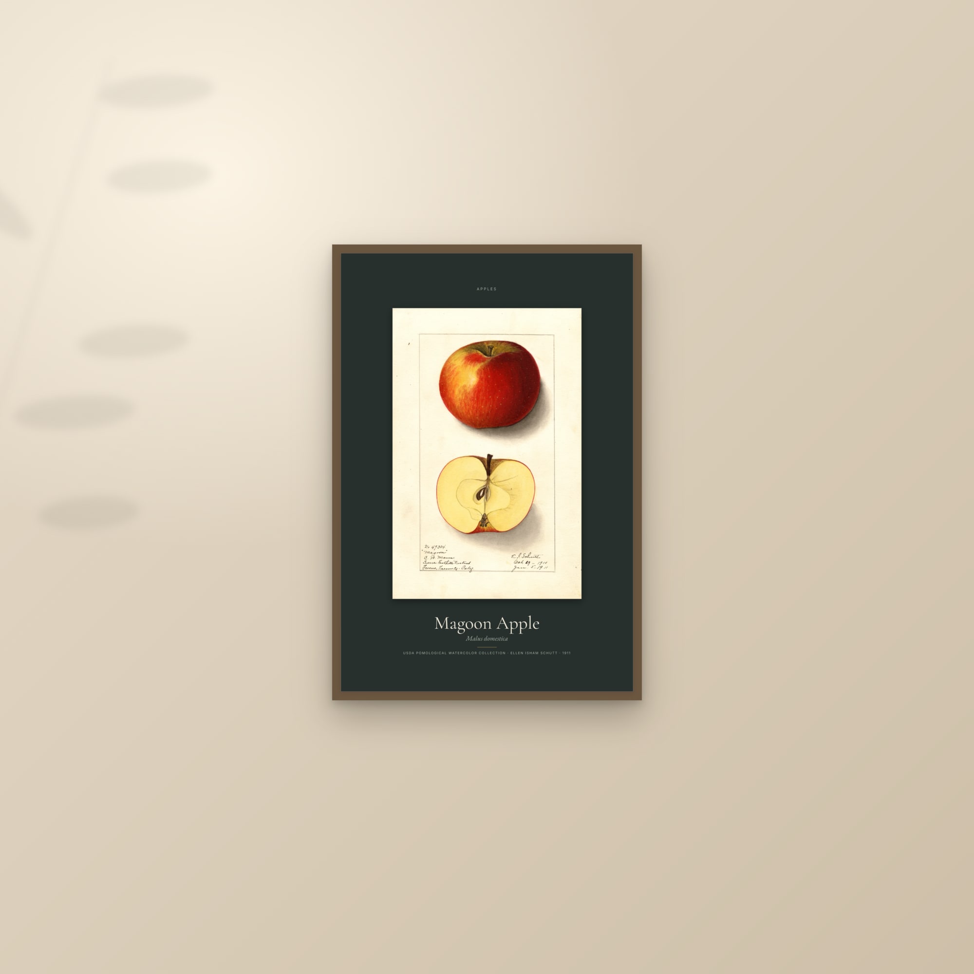 Magoon Apple — Specimen — framed and styled on a sunlit wall