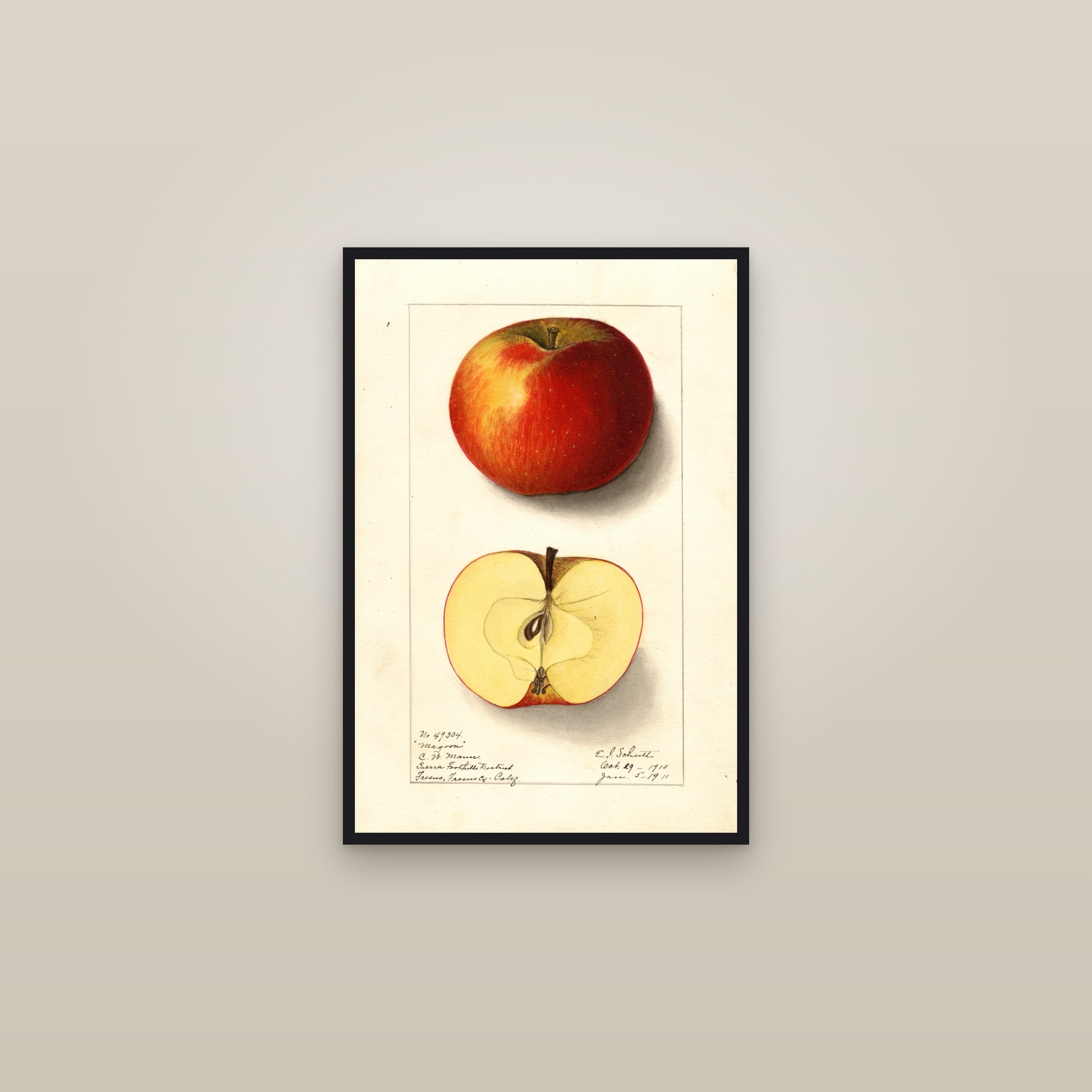 Magoon Apple — framed in a gallery setting