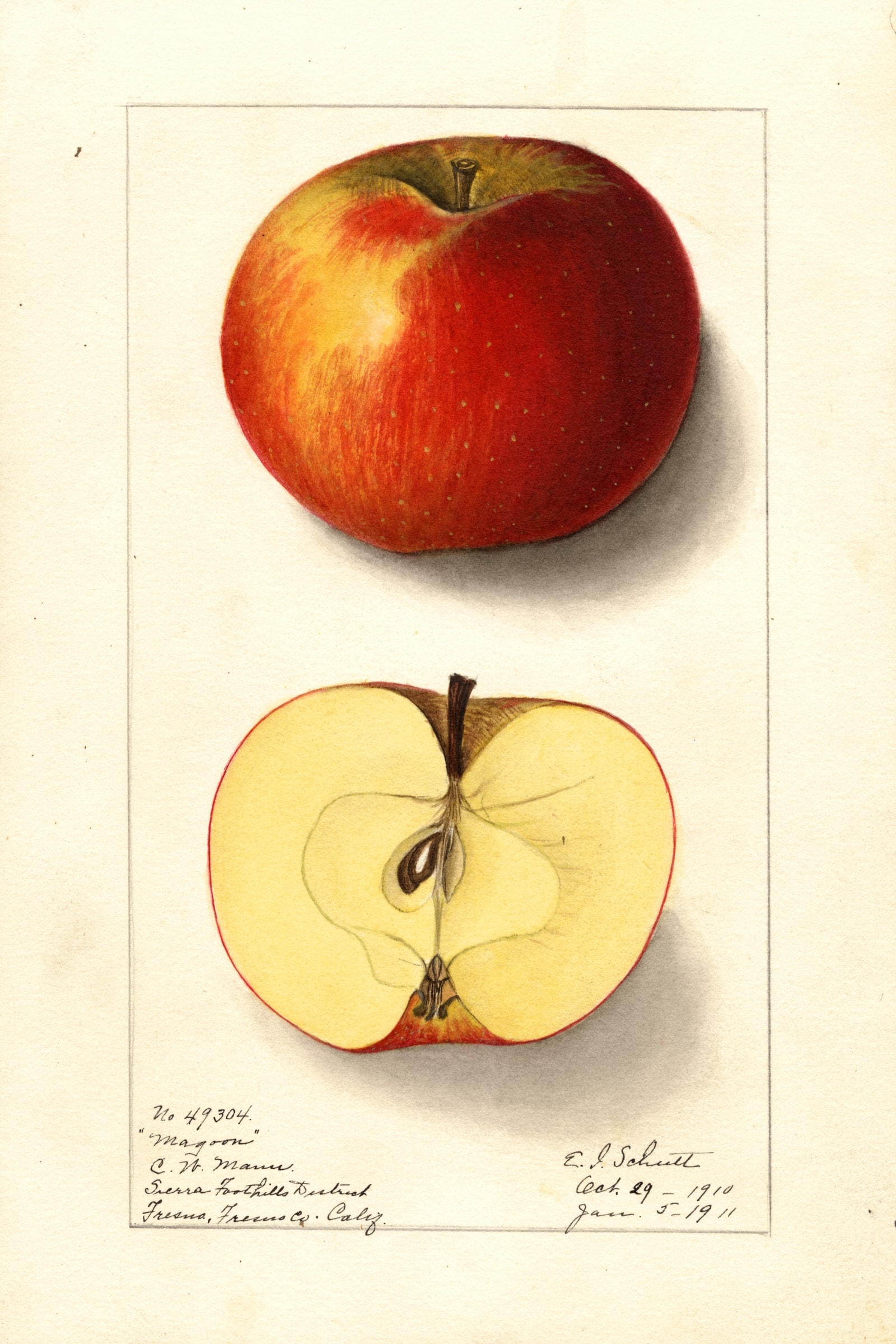 Magoon Apple