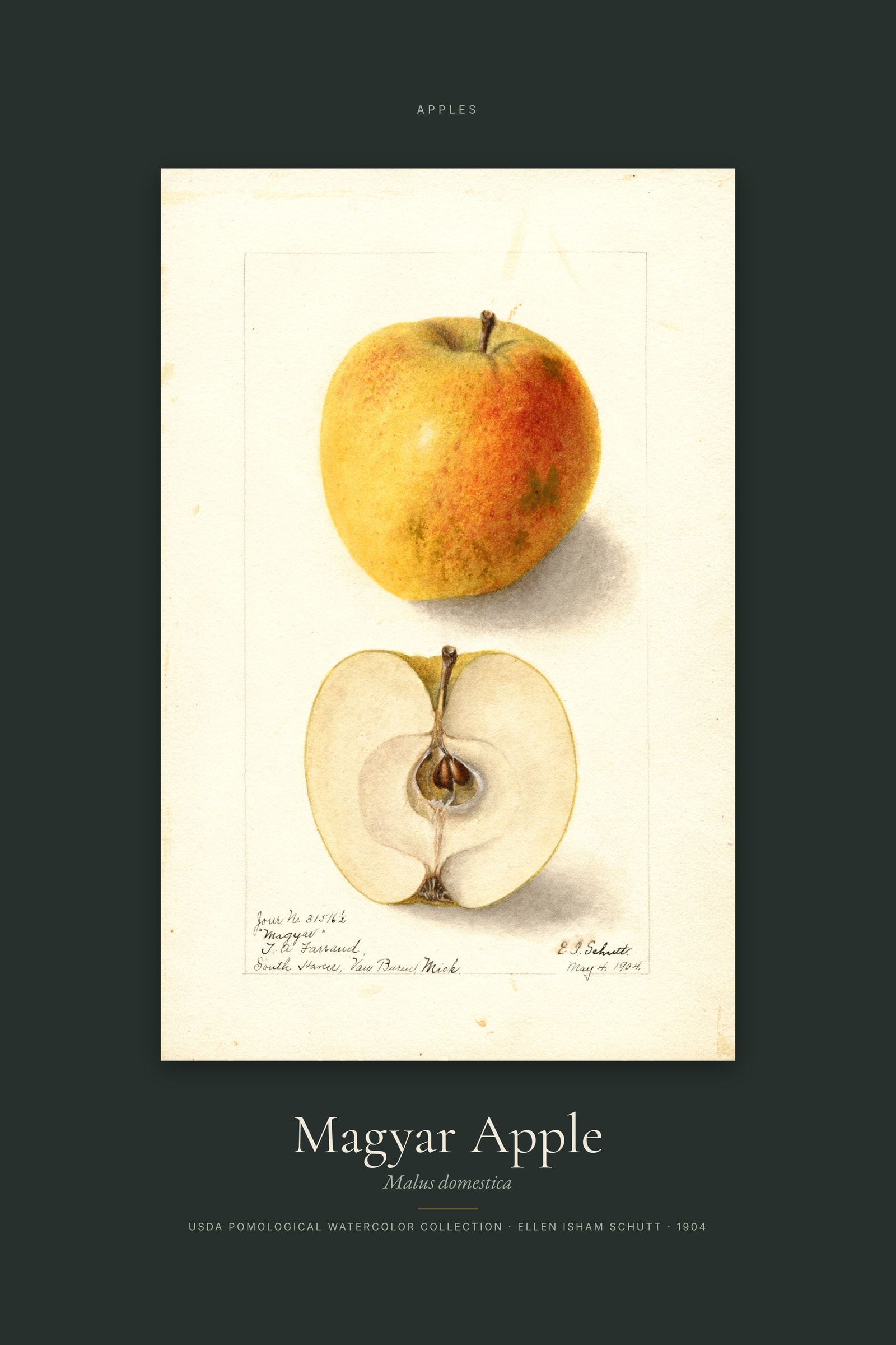 Magyar Apple — Specimen