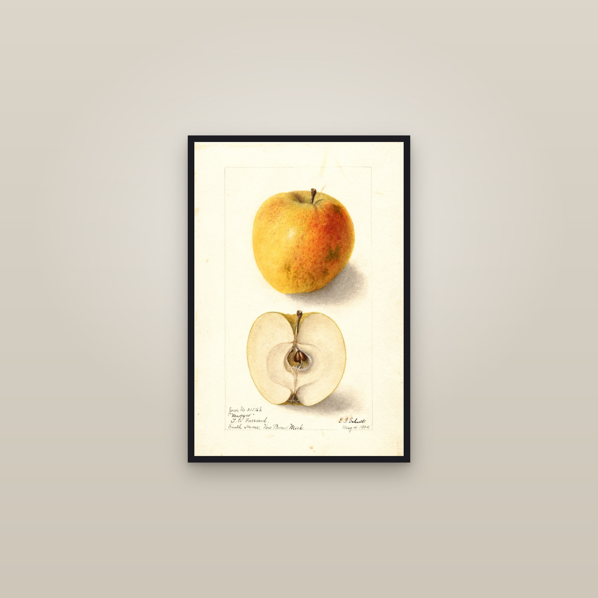 Magyar Apple — framed in a gallery setting