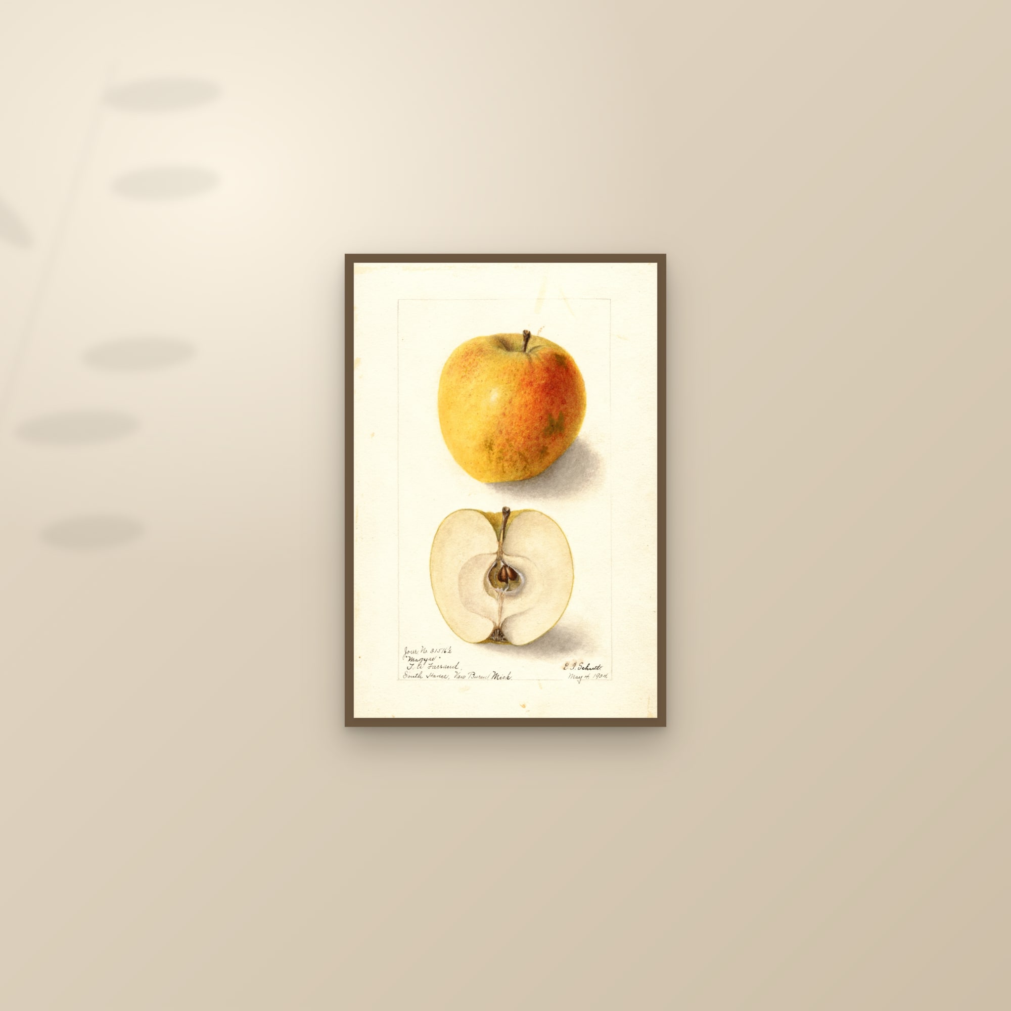 Magyar Apple — framed and styled on a sunlit wall