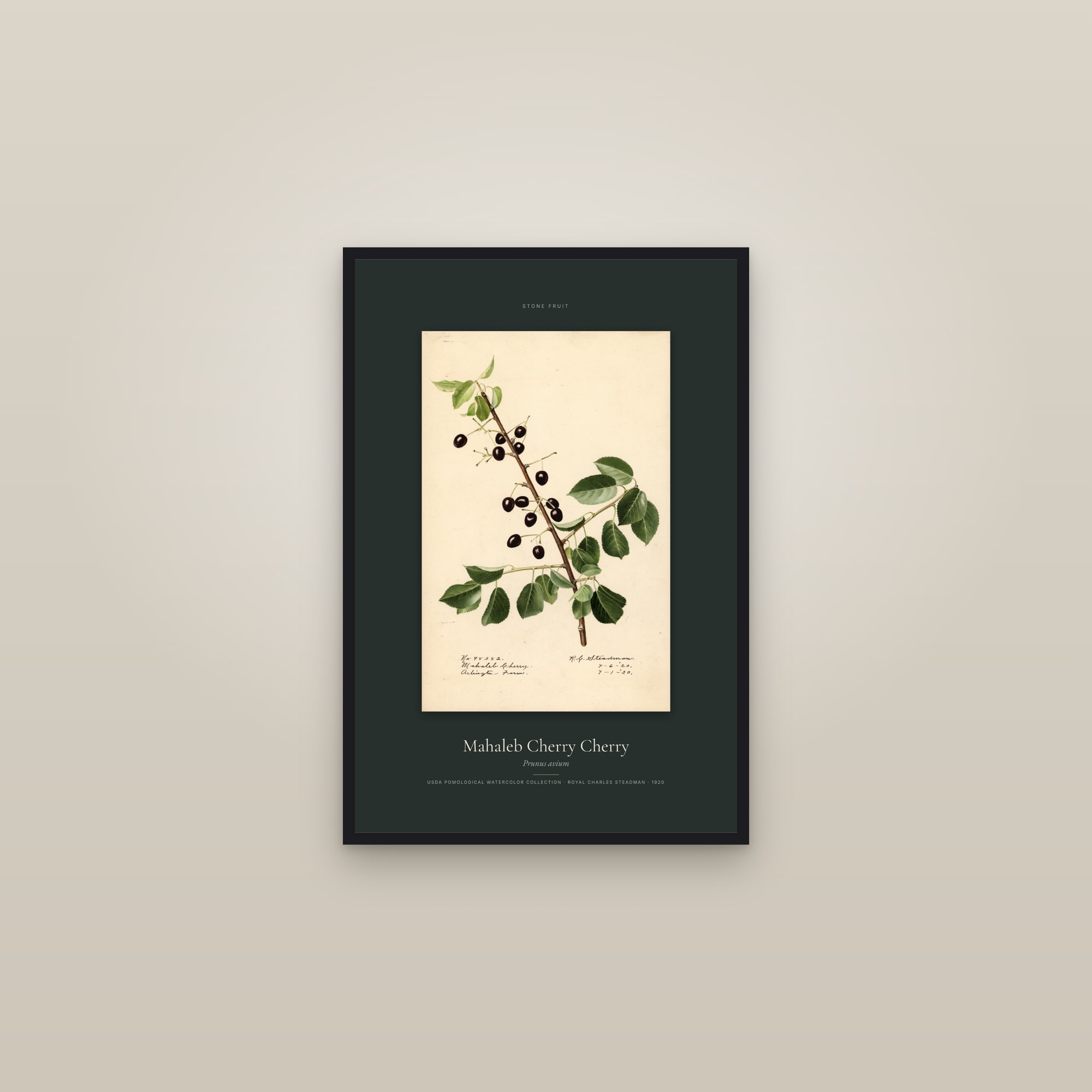 Mahaleb Cherry Cherry — Specimen — framed in a gallery setting