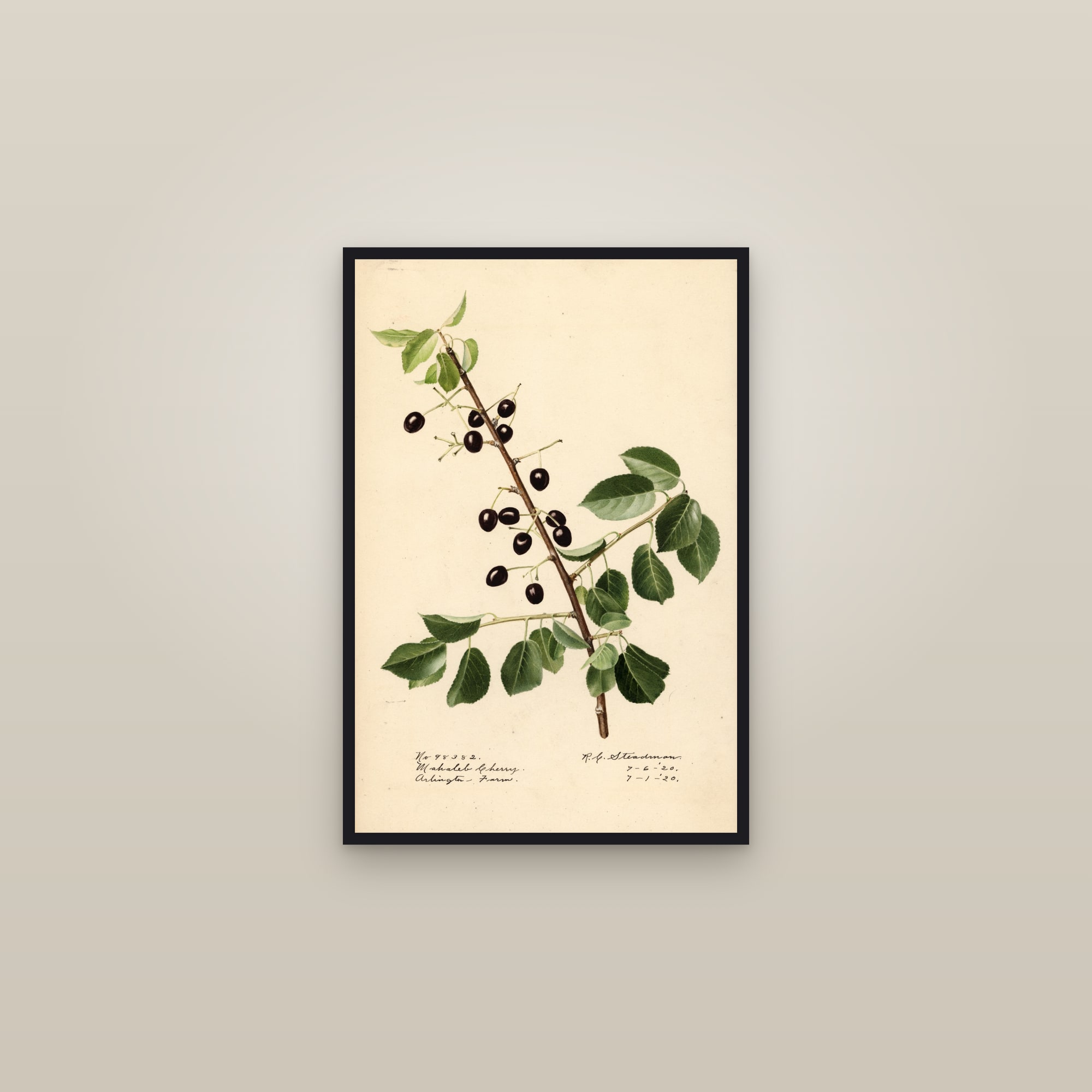 Mahaleb Cherry Cherry — framed in a gallery setting