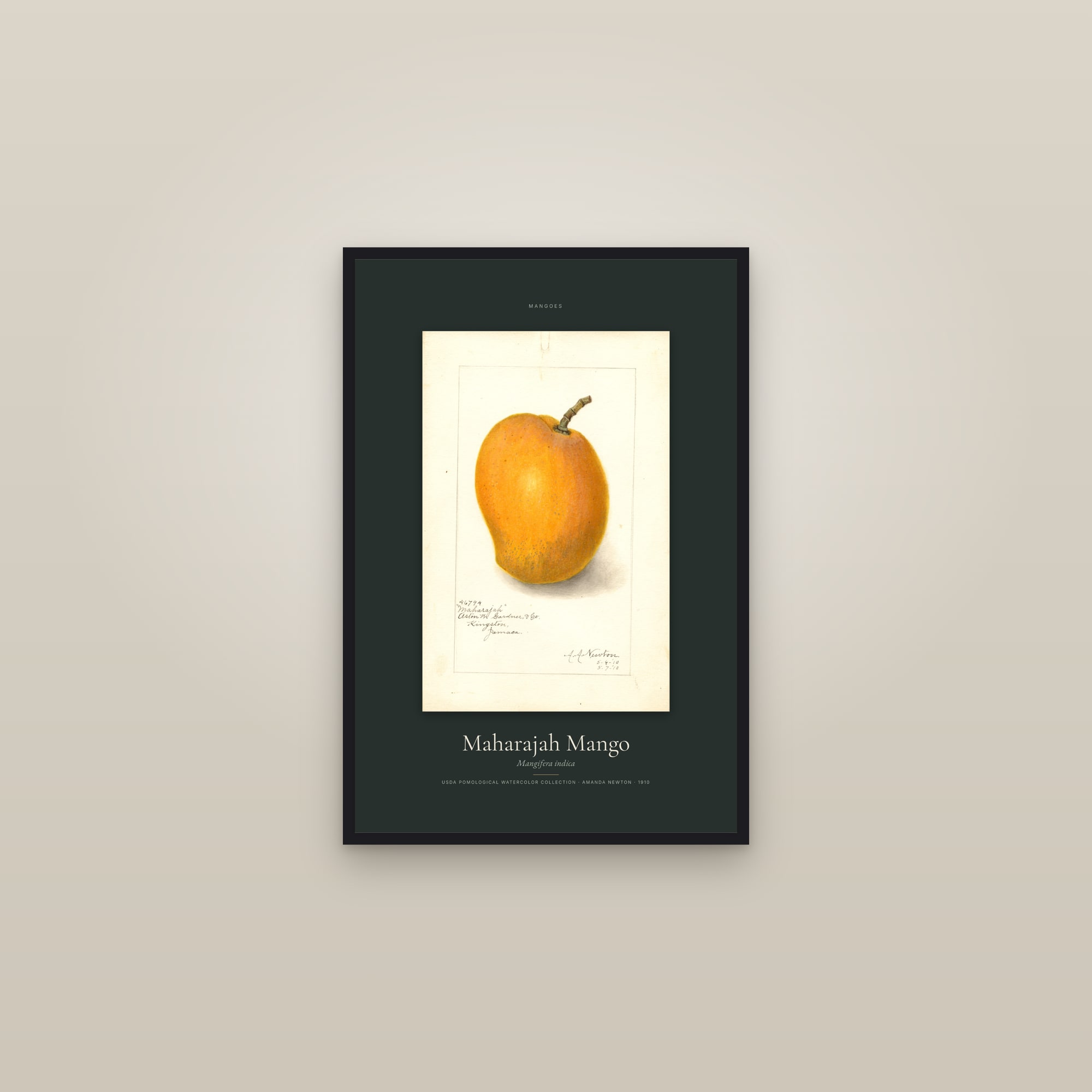 Maharajah Mango — Specimen — framed in a gallery setting