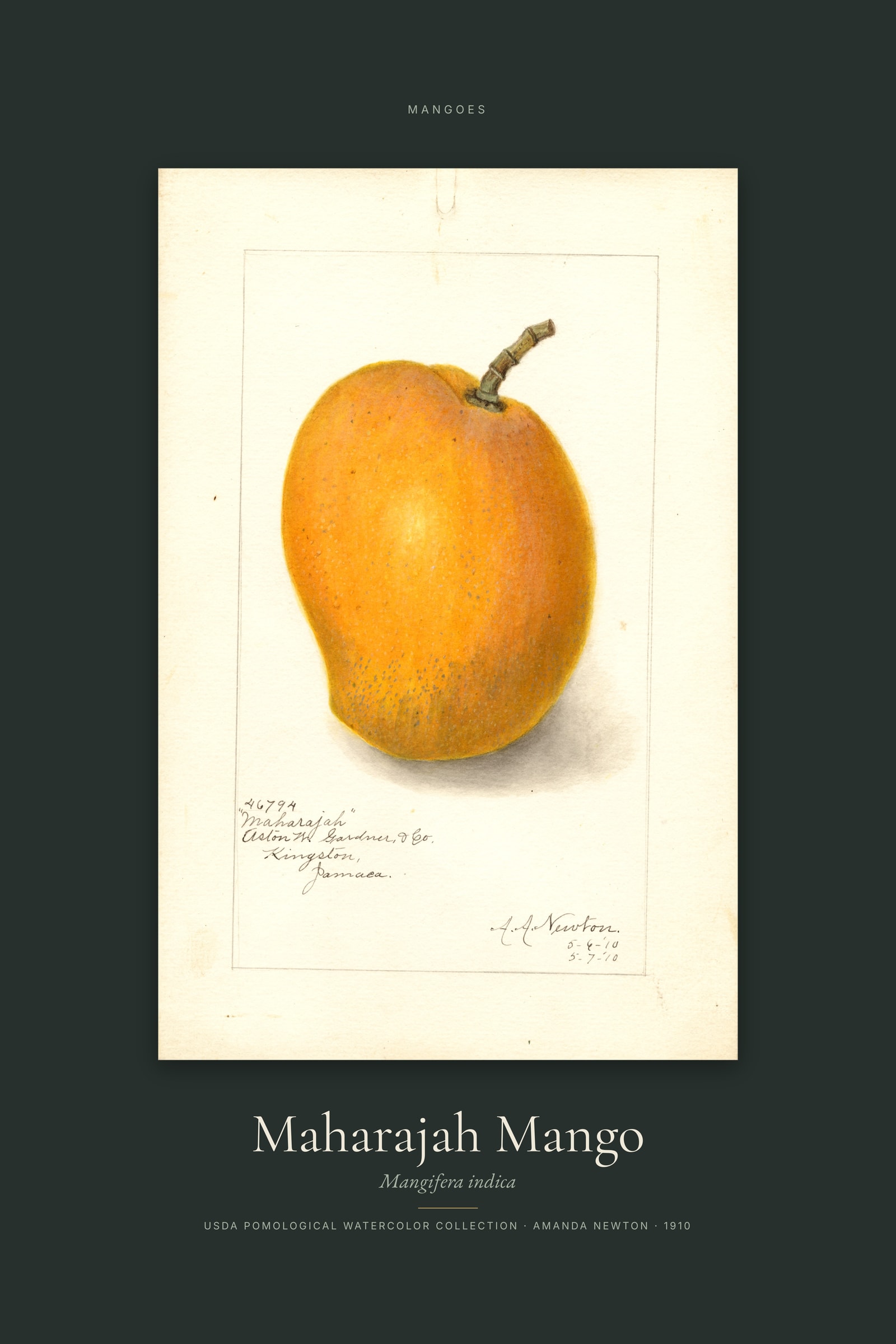 Maharajah Mango — Specimen