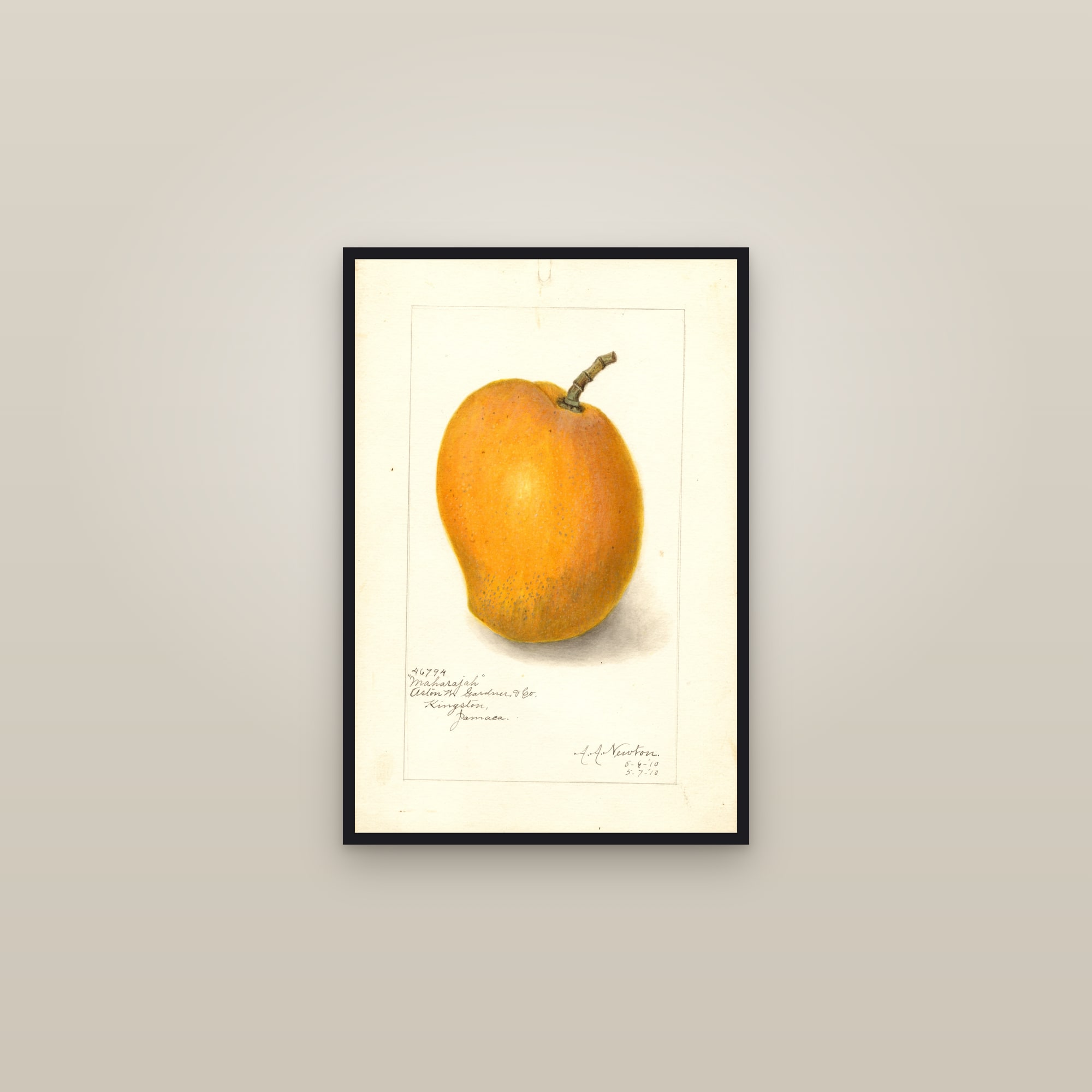 Maharajah Mango — framed in a gallery setting