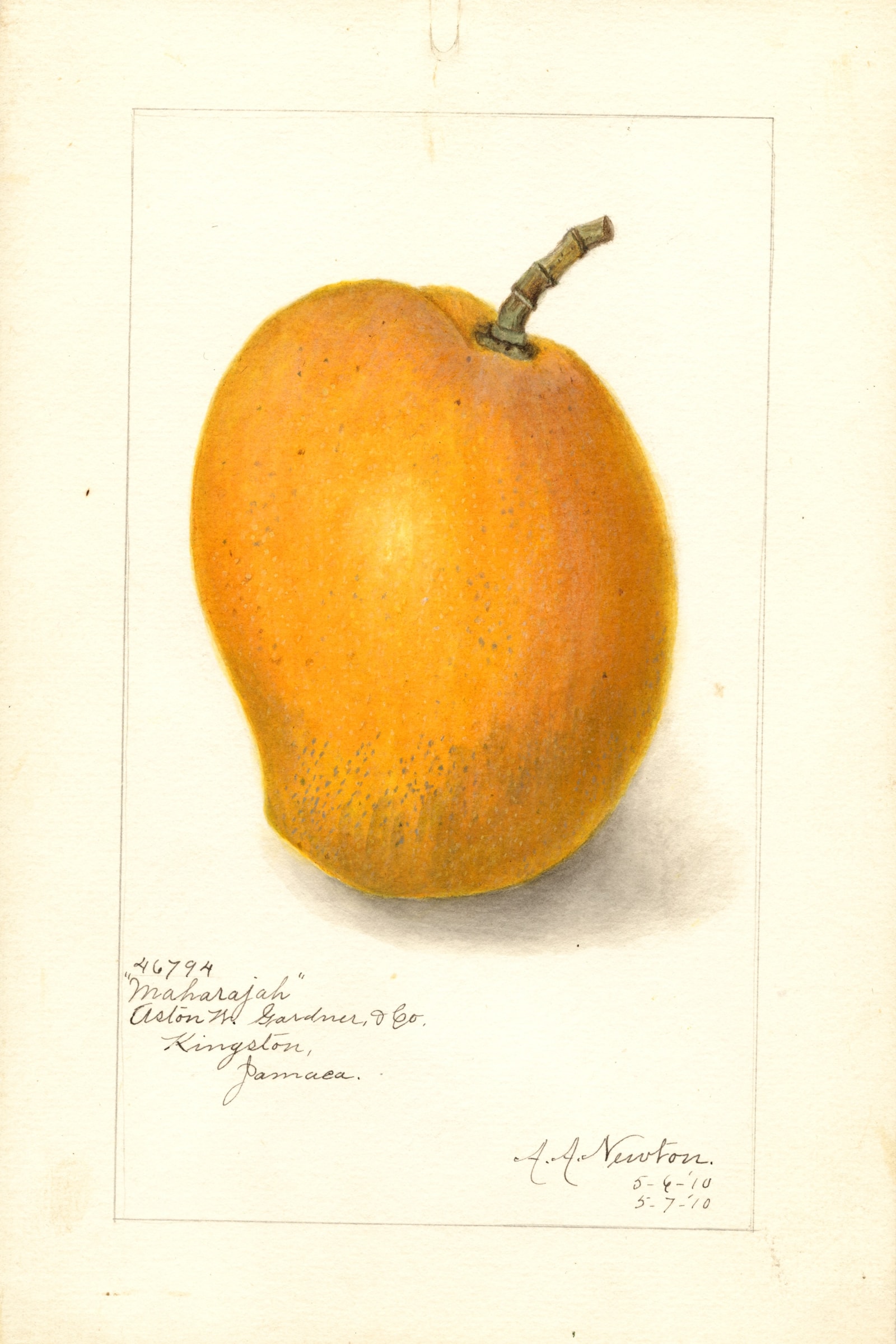 Maharajah Mango