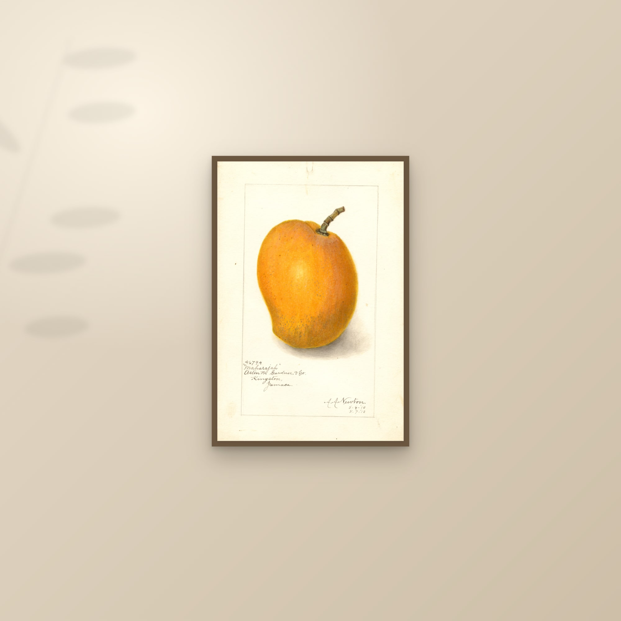 Maharajah Mango — framed and styled on a sunlit wall