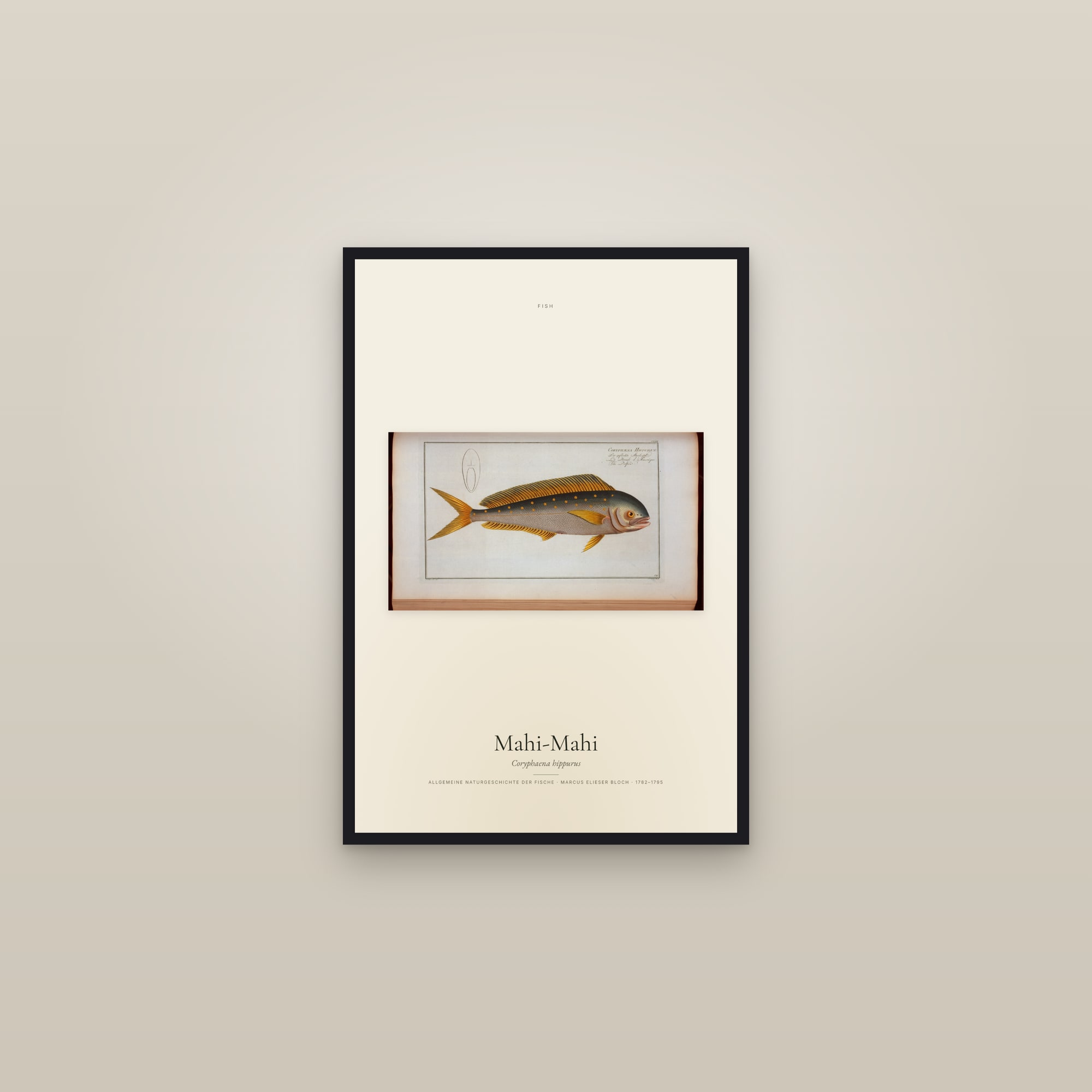 Mahi-Mahi