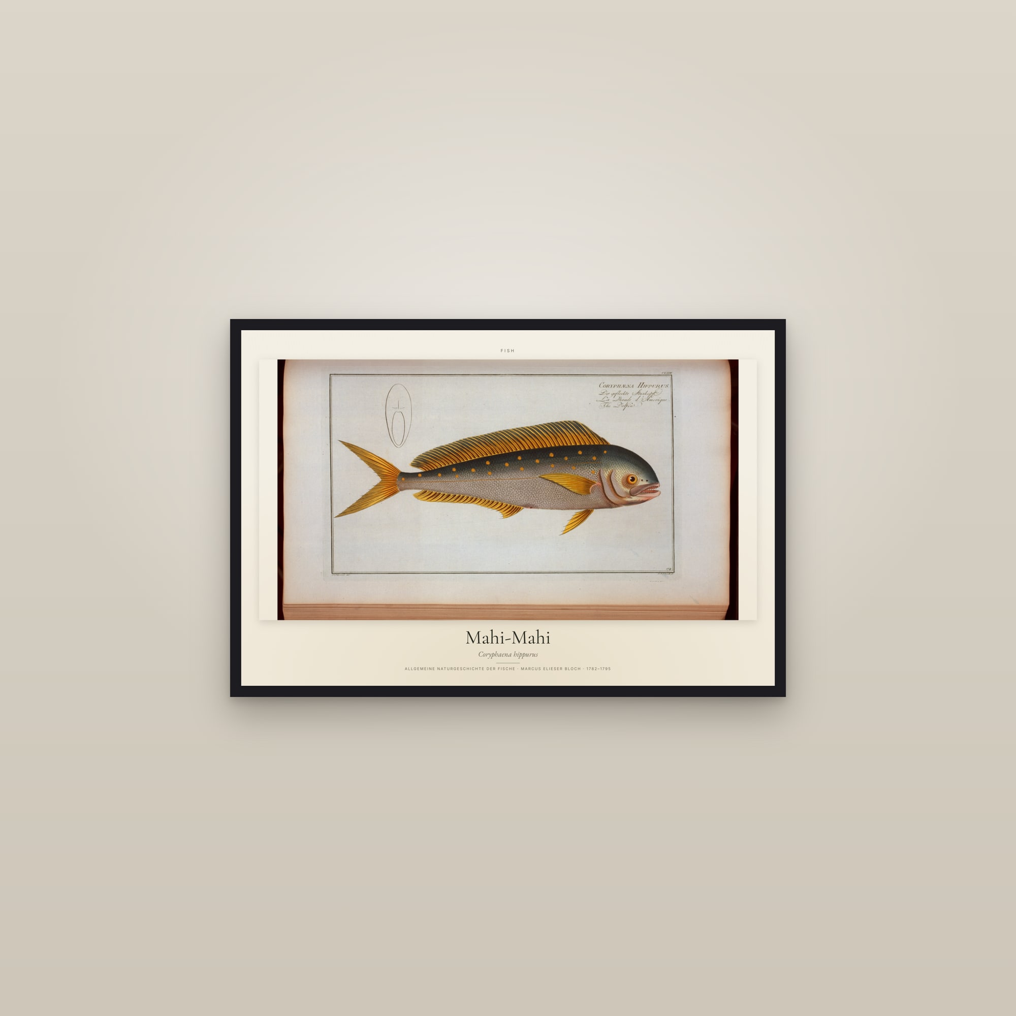 Mahi-Mahi — framed in a gallery setting
