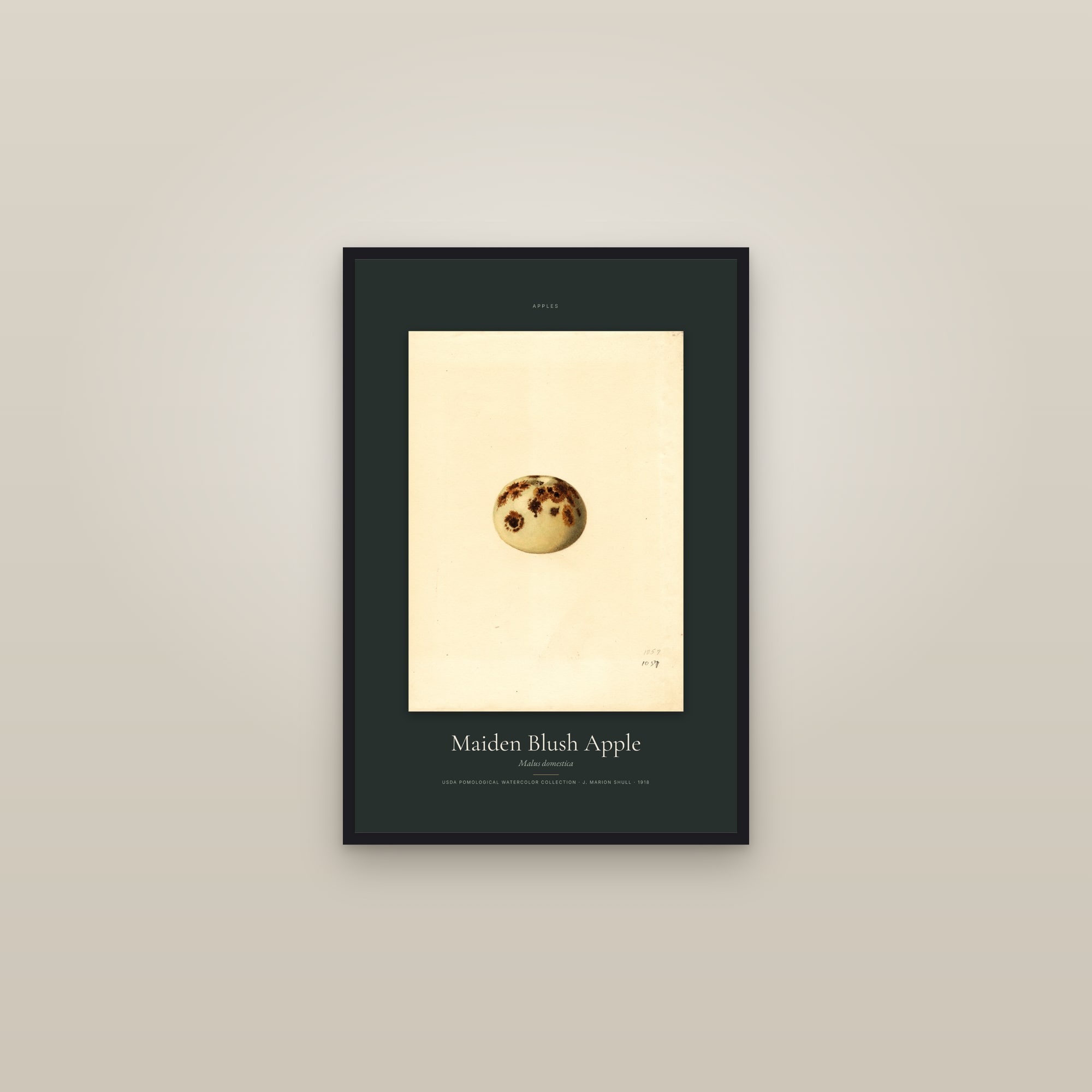 Maiden Blush Apple — Specimen — framed in a gallery setting