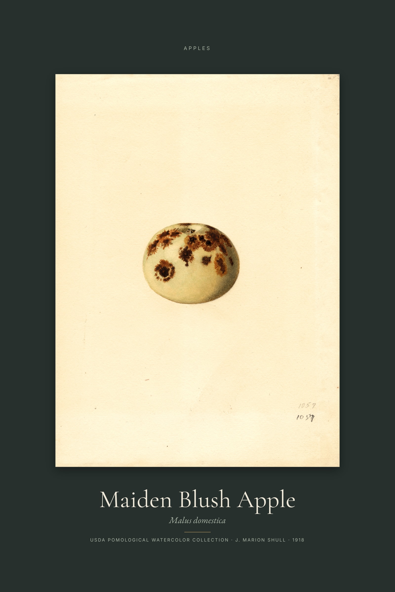 Maiden Blush Apple — Specimen