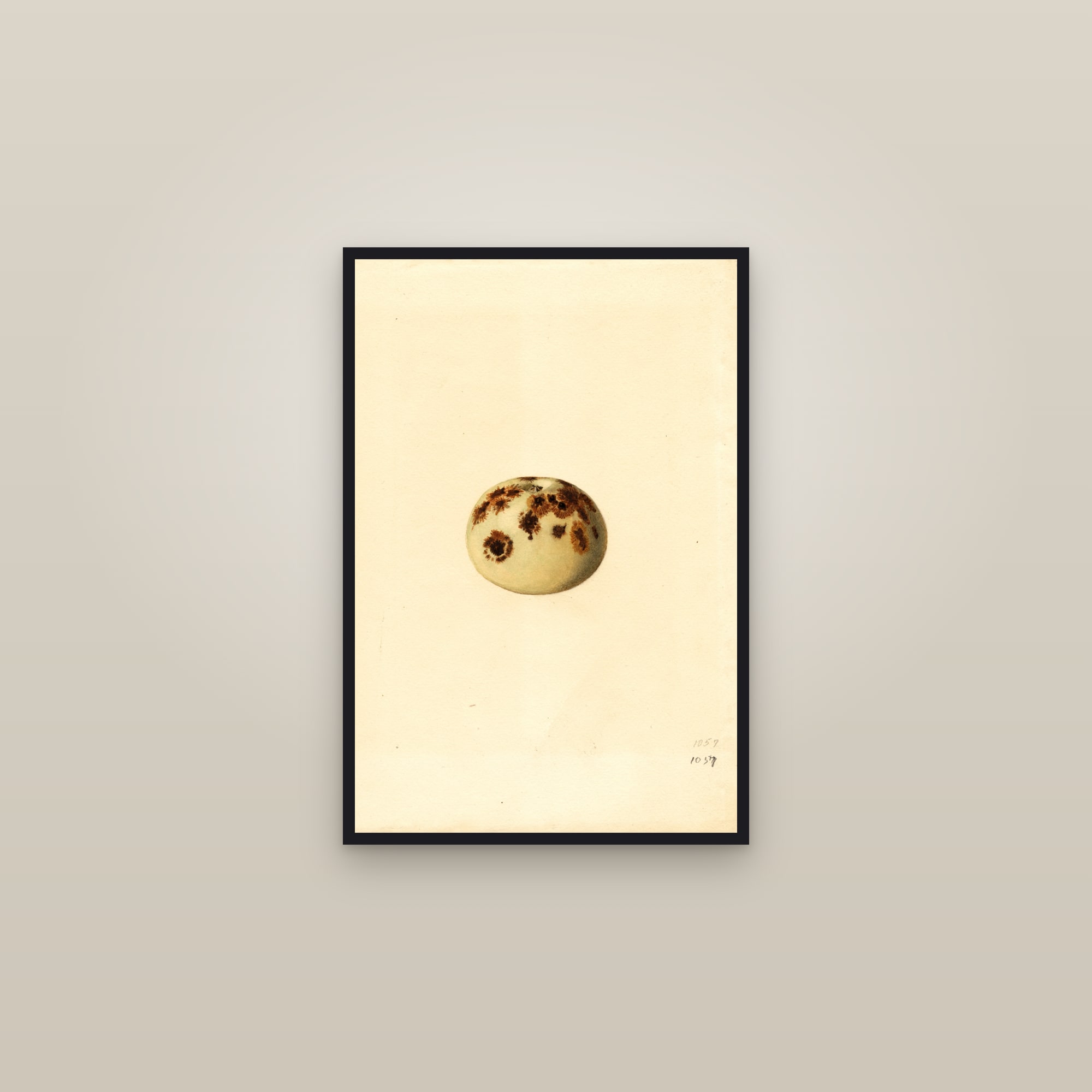 Vintage Fruit Prints