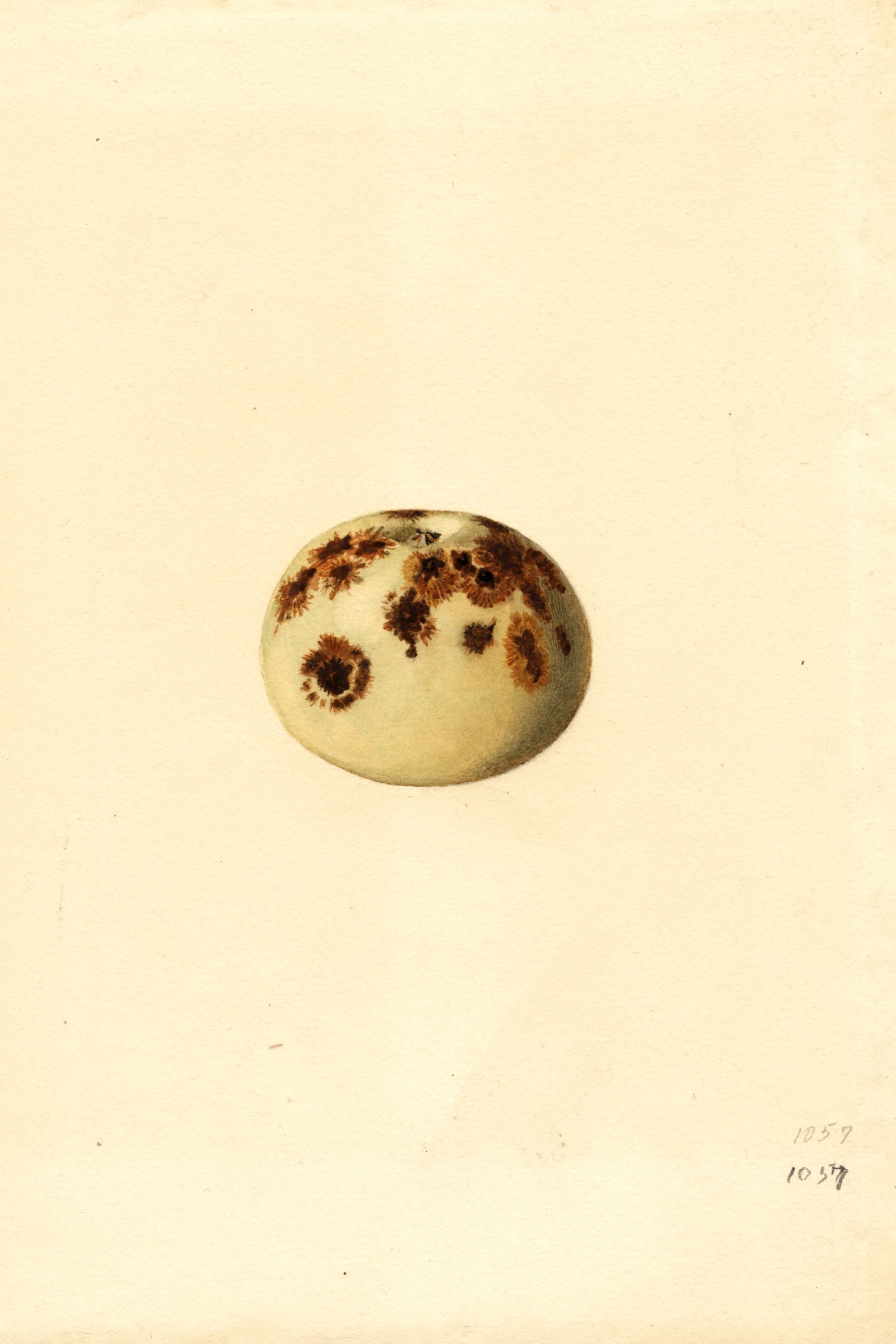 Maiden Blush Apple