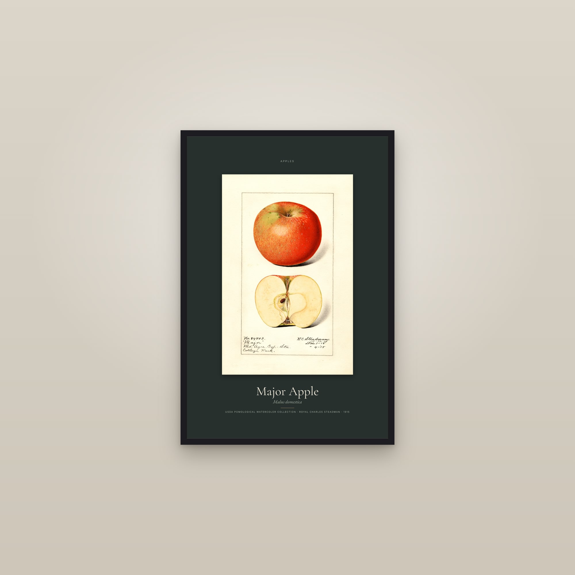 Major Apple — Specimen — framed in a gallery setting