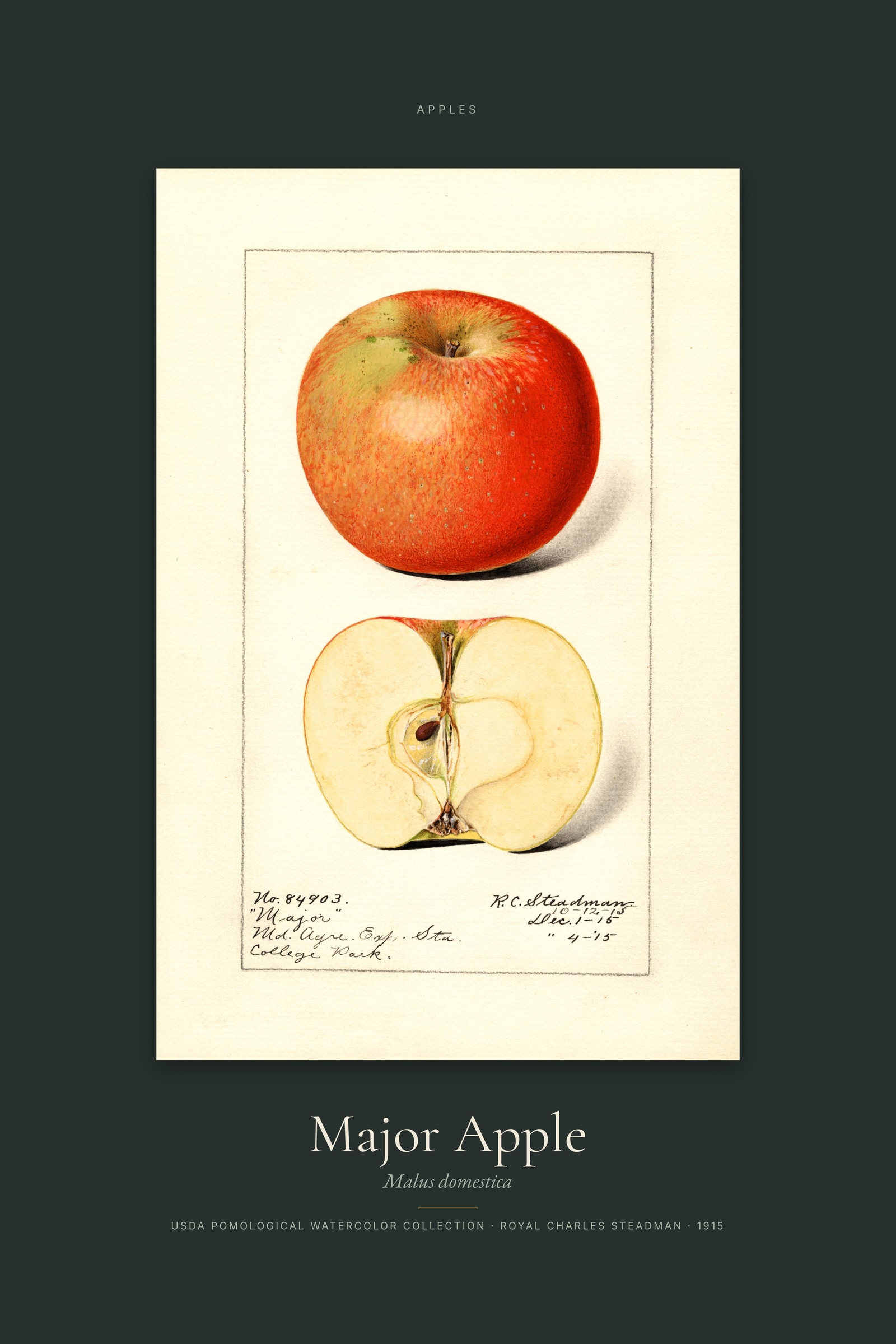 Major Apple — Specimen