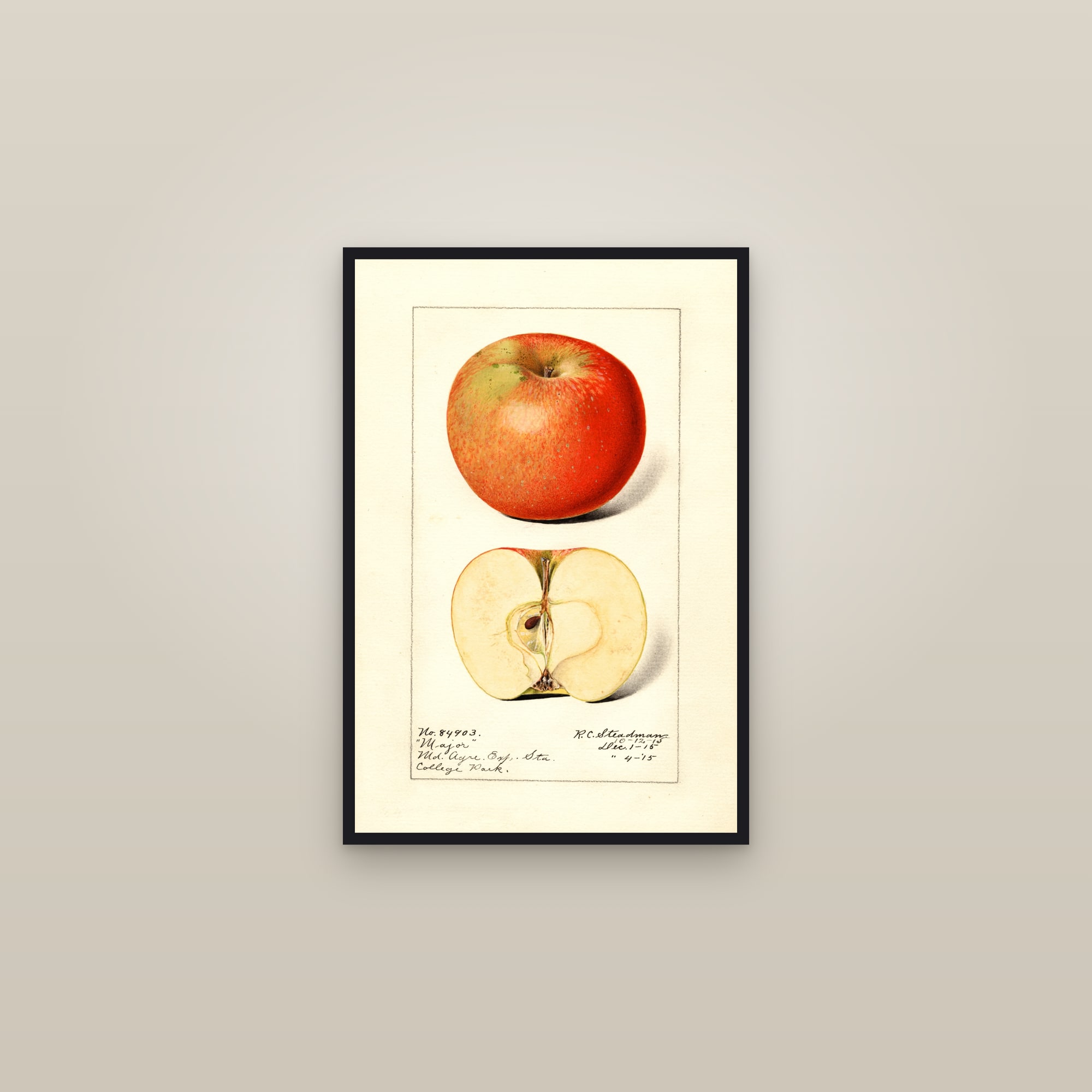 Major Apple — framed in a gallery setting