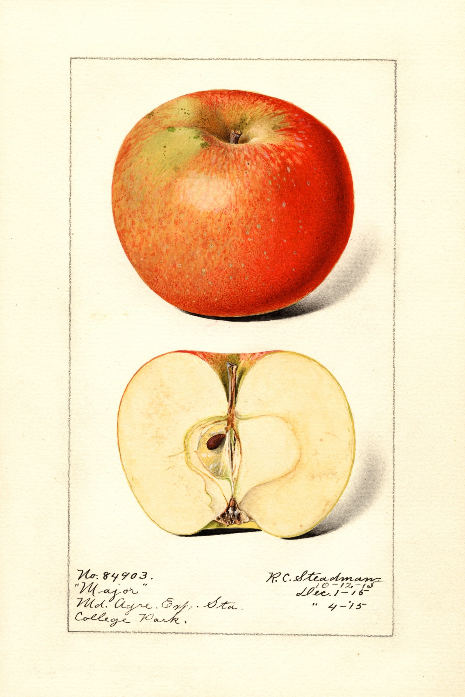 Major Apple