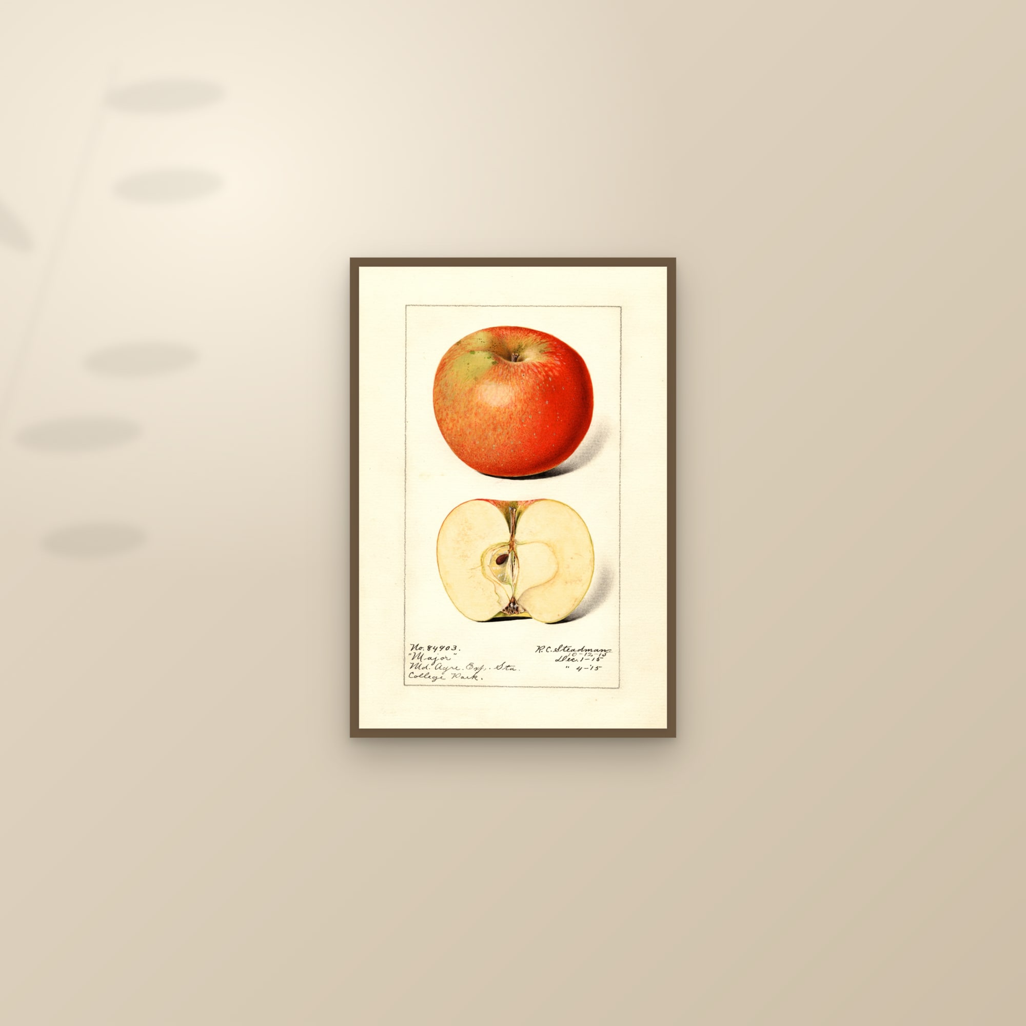 Major Apple — framed and styled on a sunlit wall