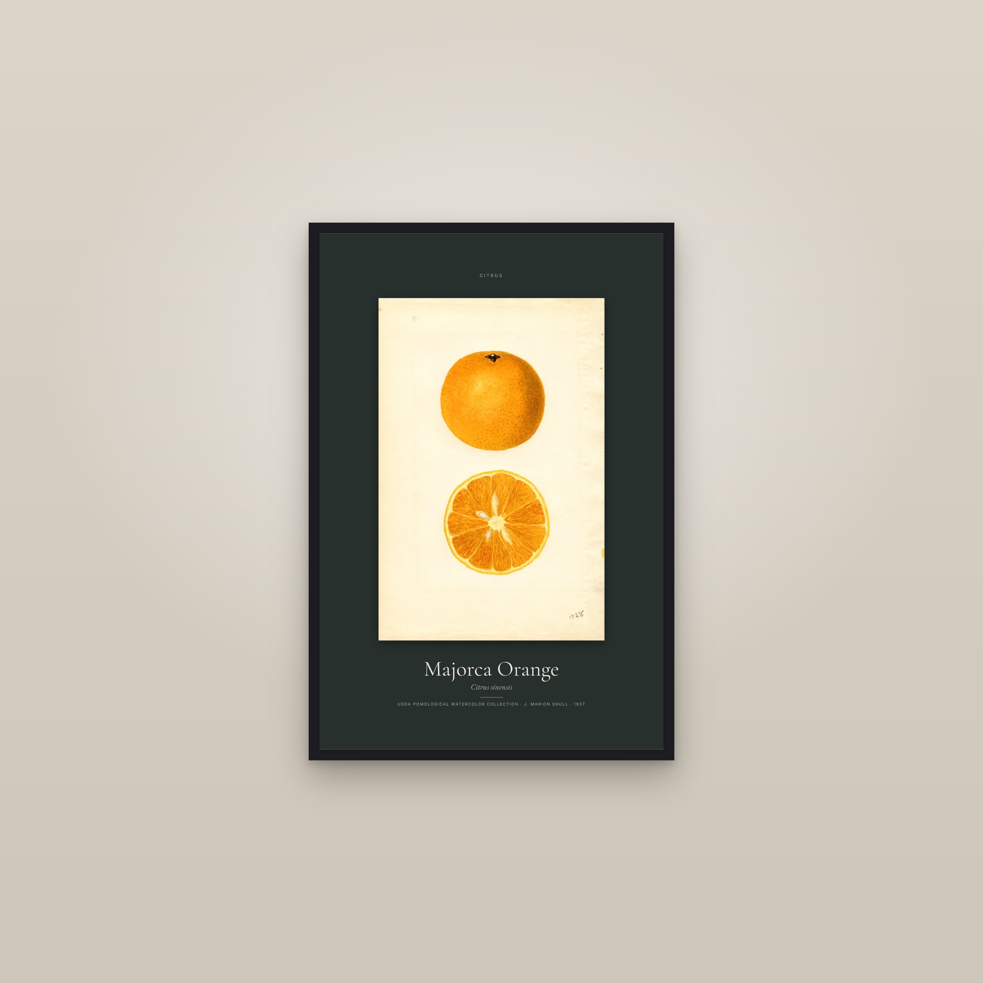 Majorca Orange — Specimen — framed in a gallery setting