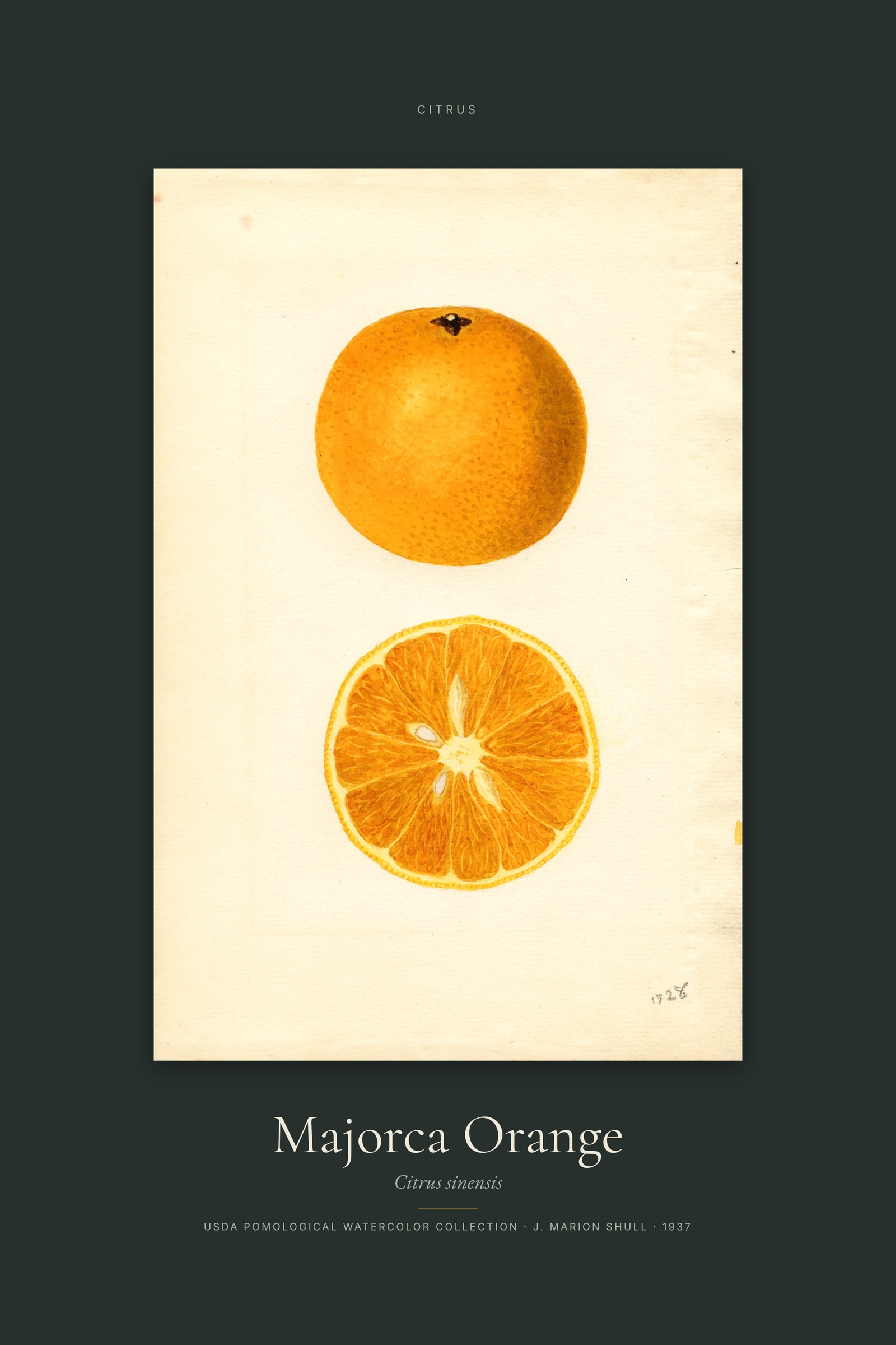 Majorca Orange — Specimen