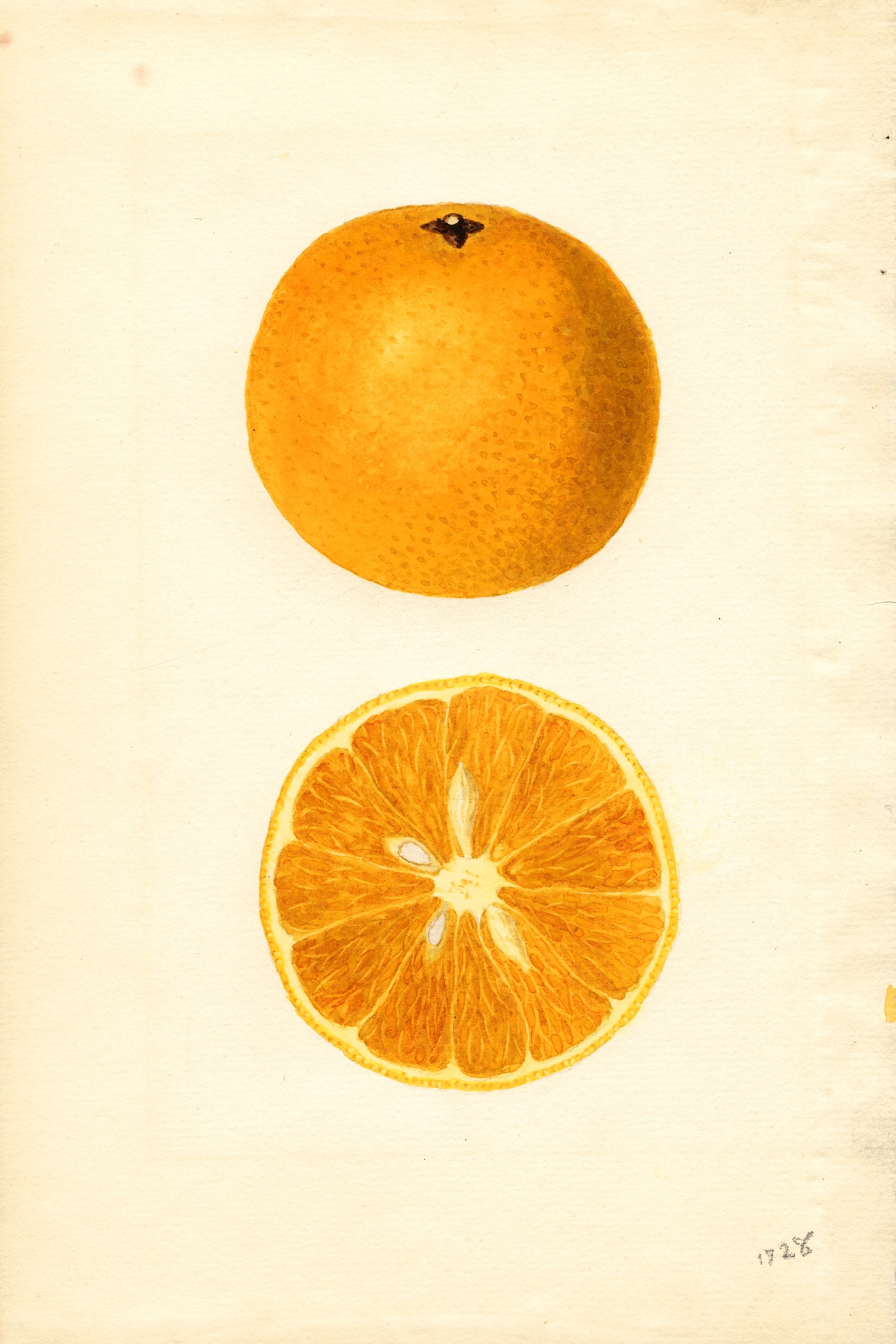 Majorca Orange