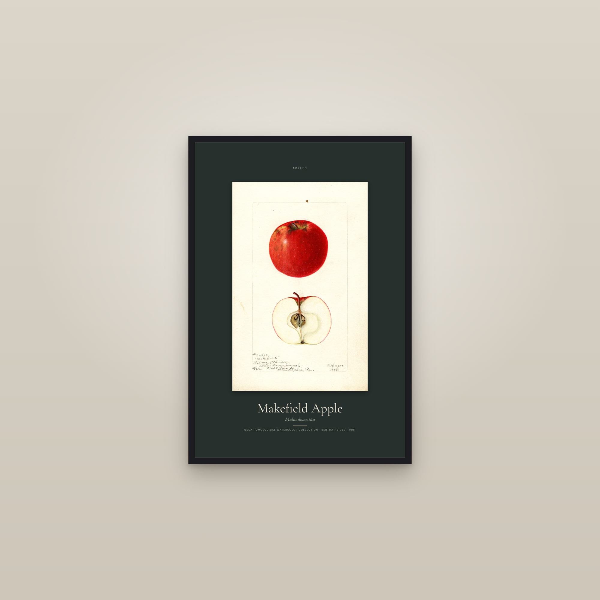 Makefield Apple — Specimen — framed in a gallery setting
