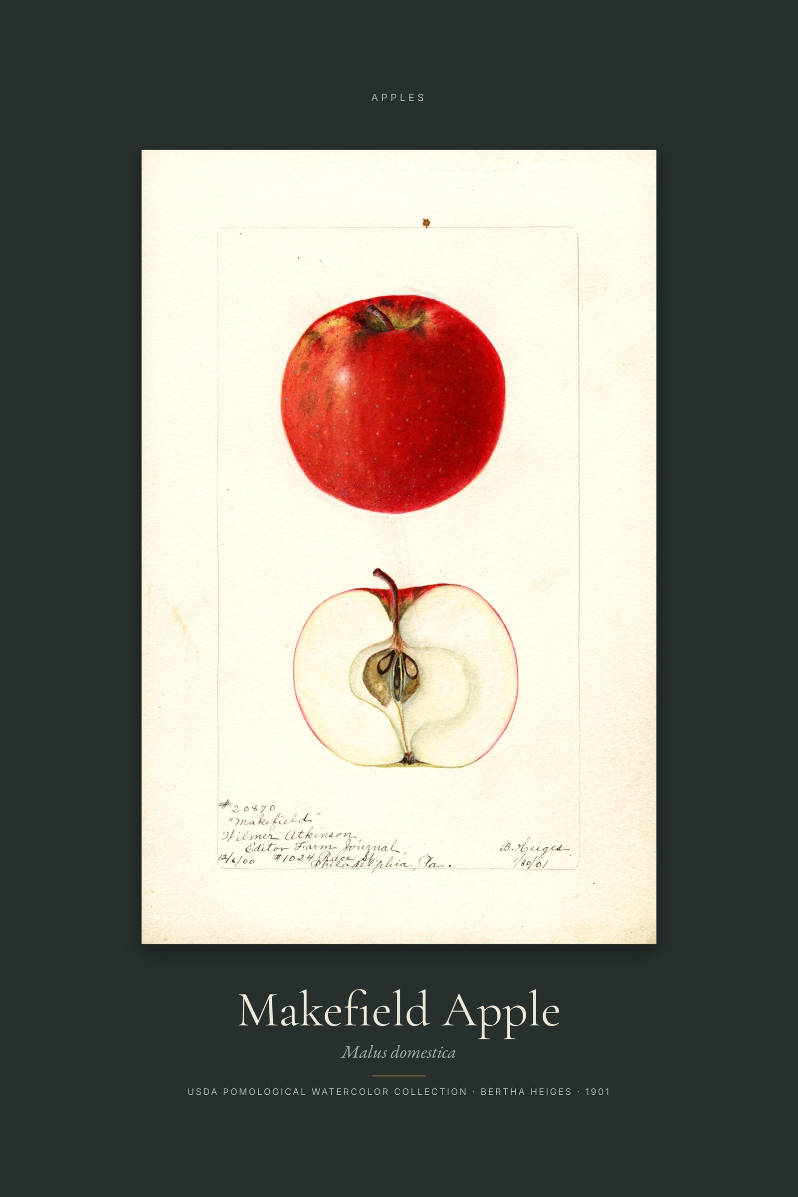 Makefield Apple — Specimen