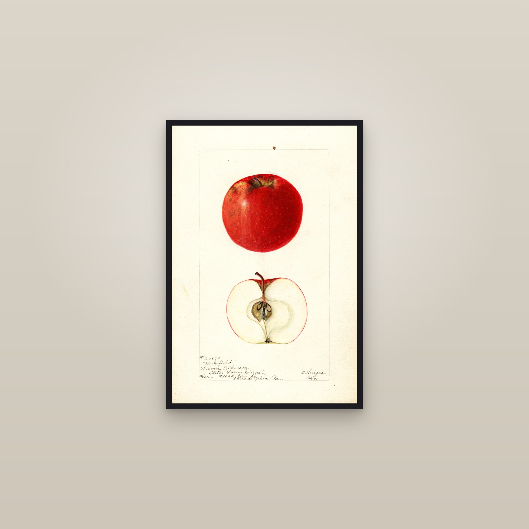 Makefield Apple — framed in a gallery setting