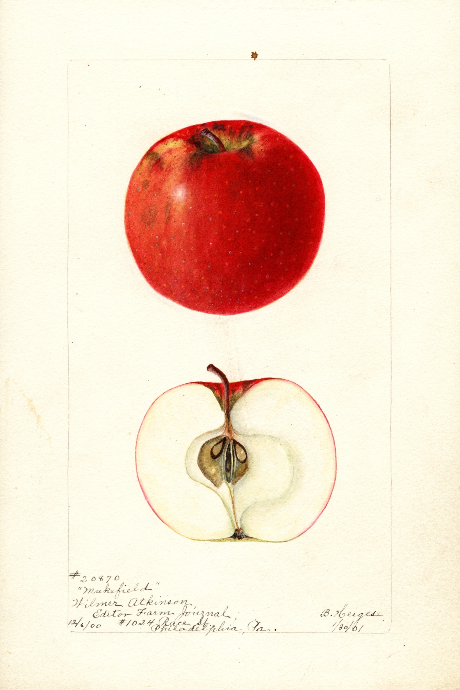 Makefield Apple