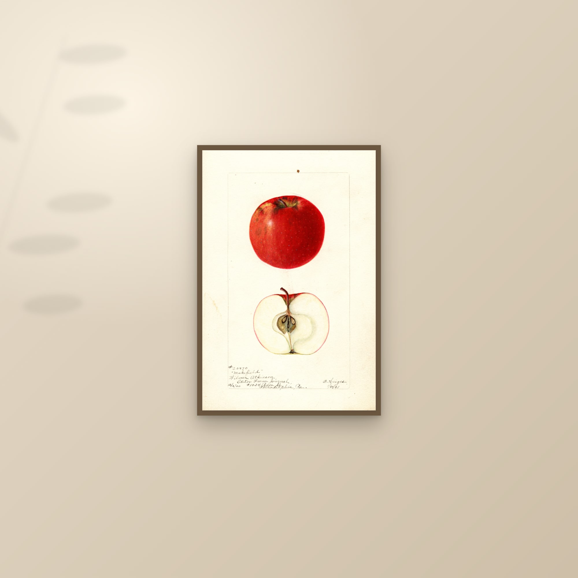 Makefield Apple — framed and styled on a sunlit wall