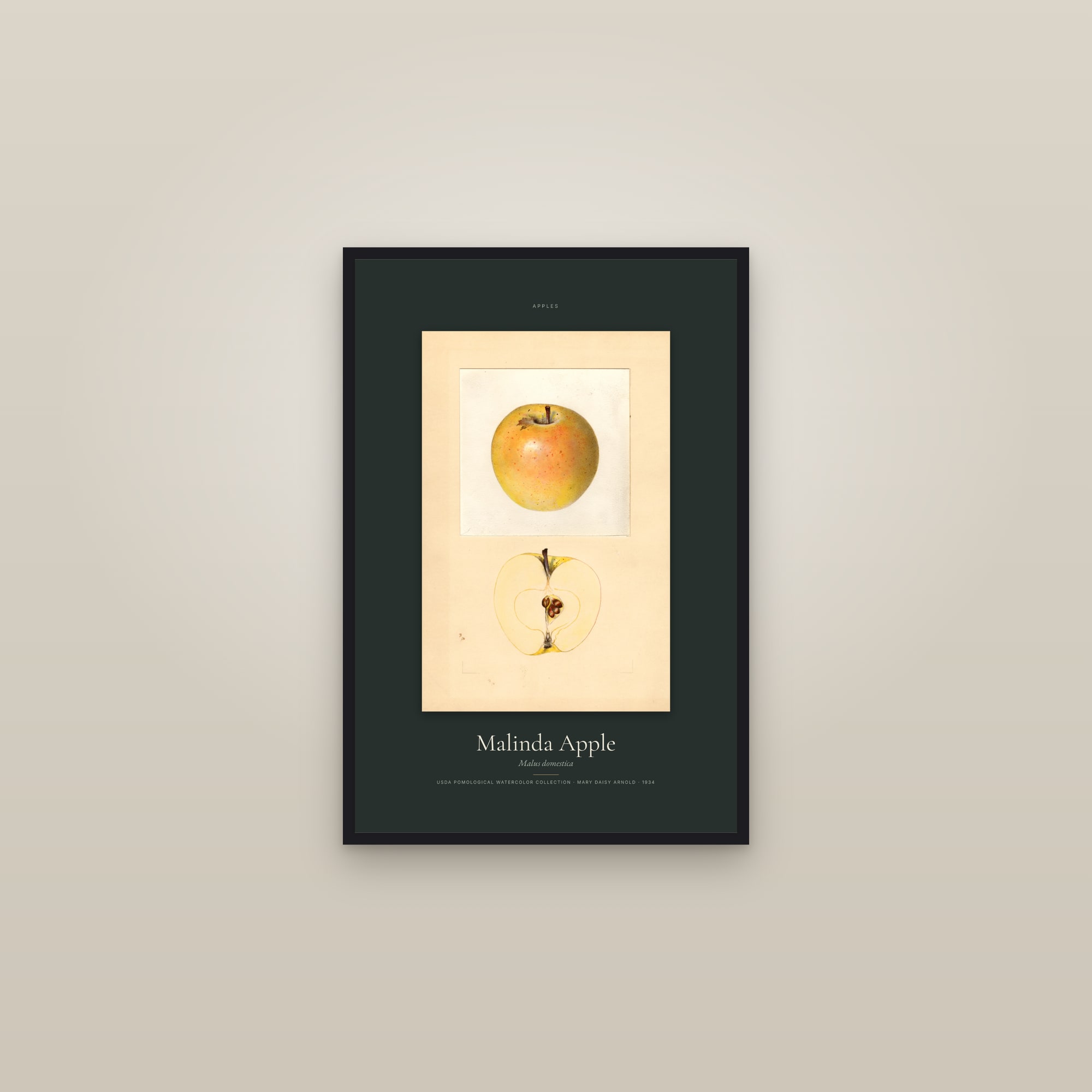 Malinda Apple — Specimen — framed in a gallery setting