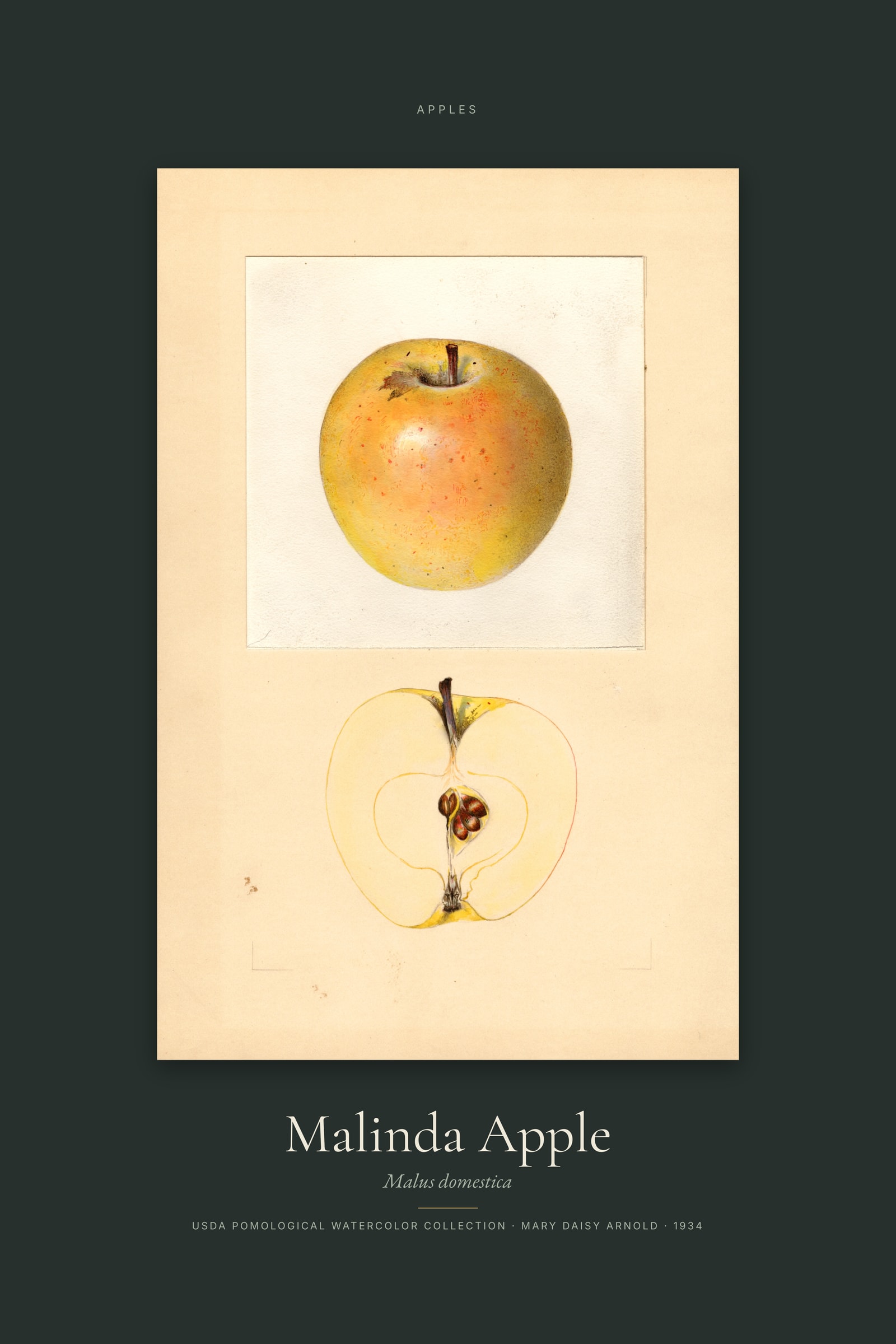 Malinda Apple — Specimen