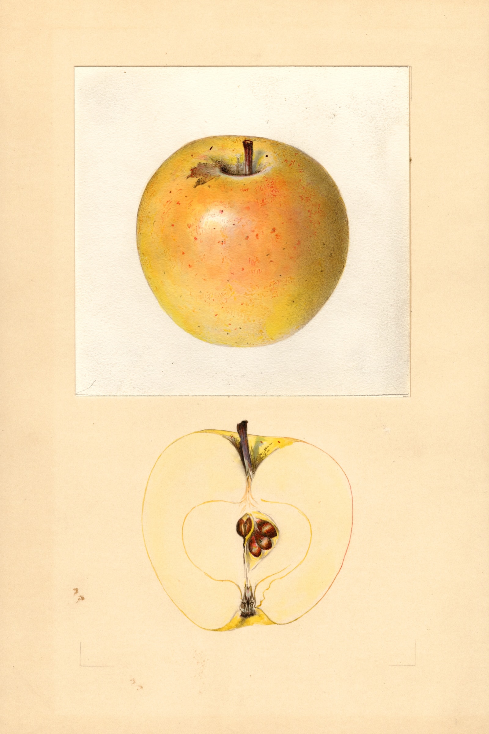 Malinda Apple