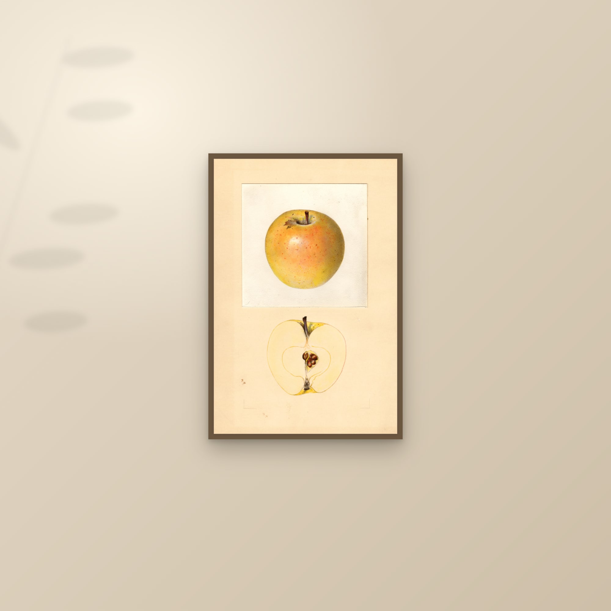 Malinda Apple — framed and styled on a sunlit wall