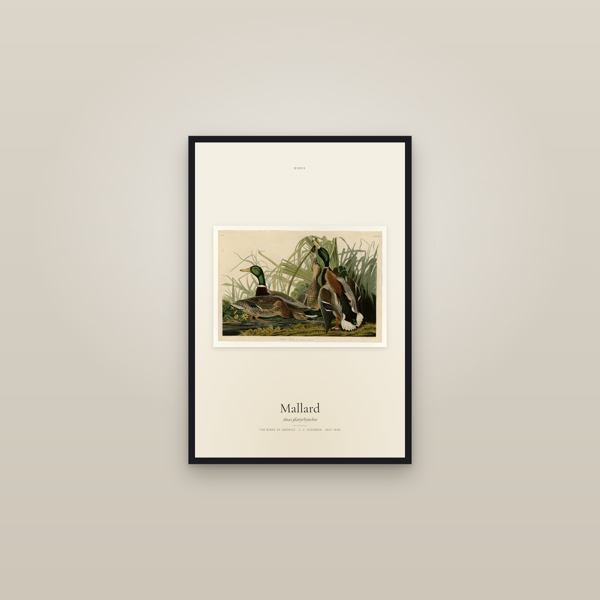 Mallard — framed in a gallery setting