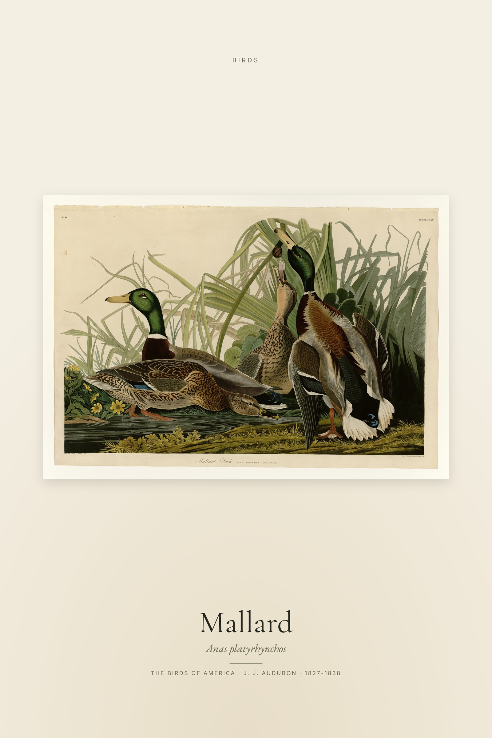 Mallard