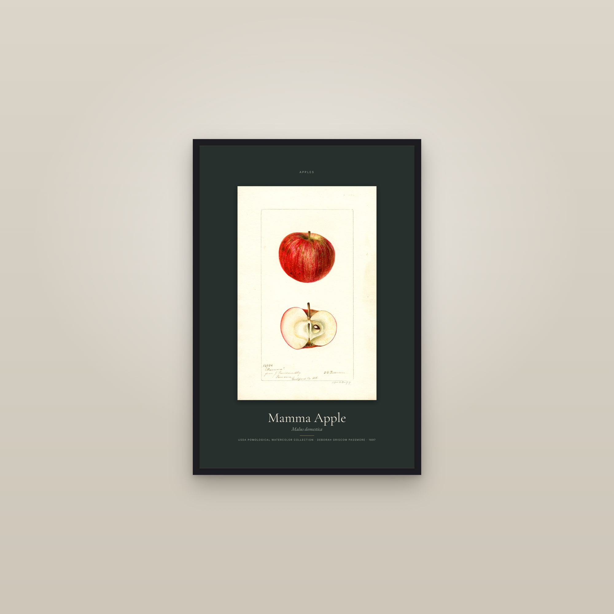 Mamma Apple — Specimen — framed in a gallery setting