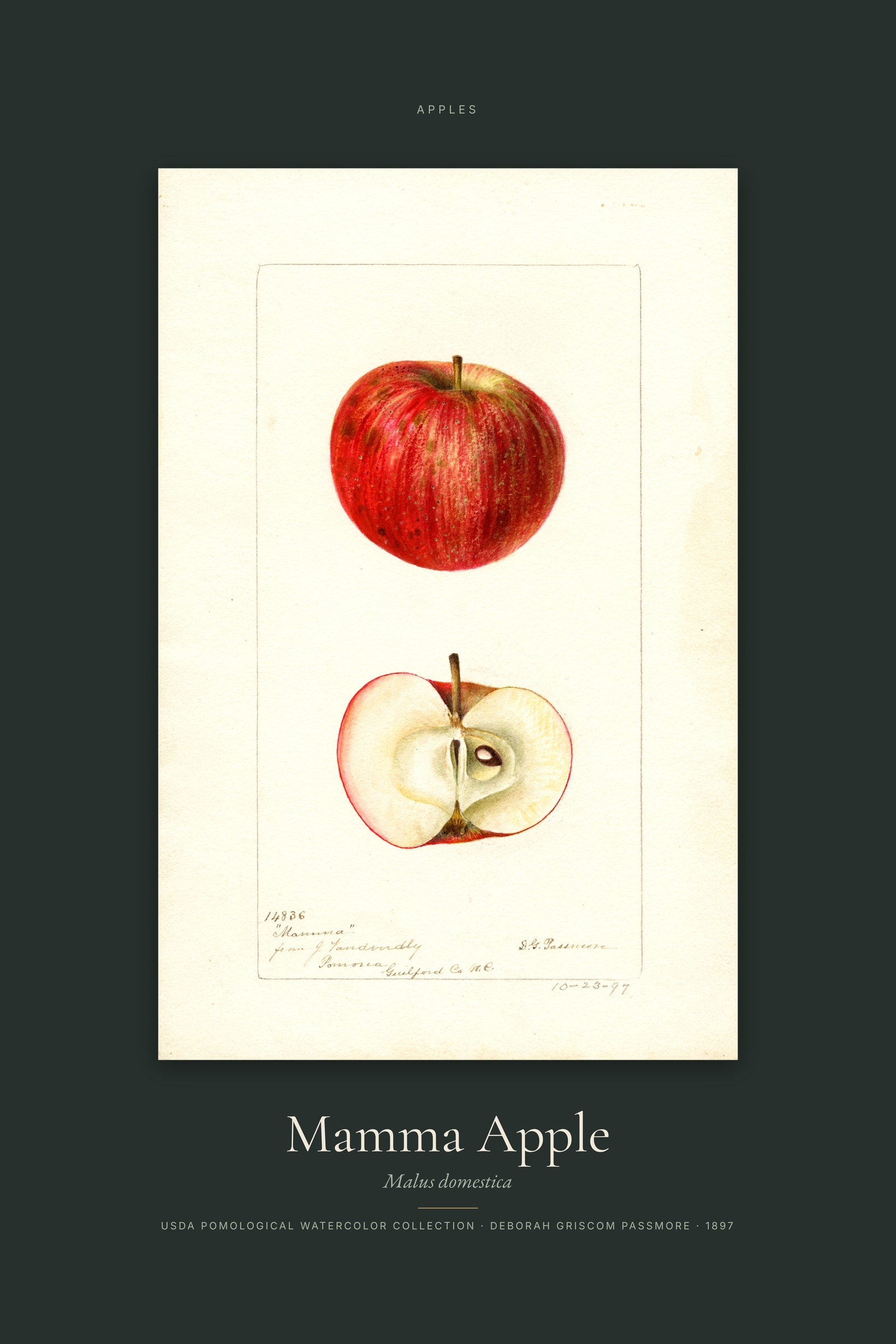 Mamma Apple — Specimen