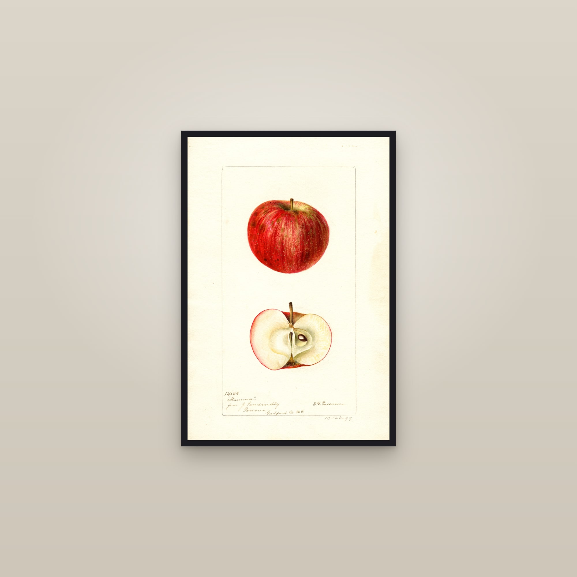 Mamma Apple — framed in a gallery setting