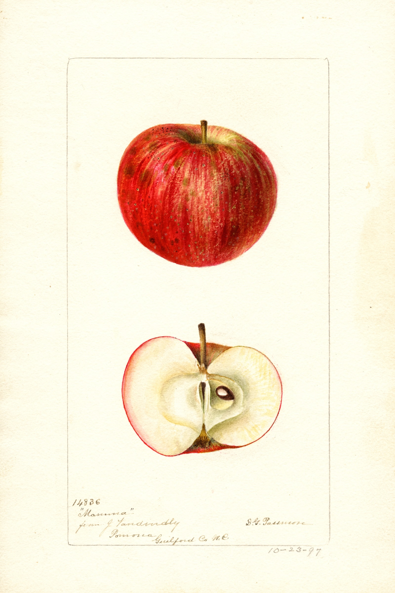 Mamma Apple