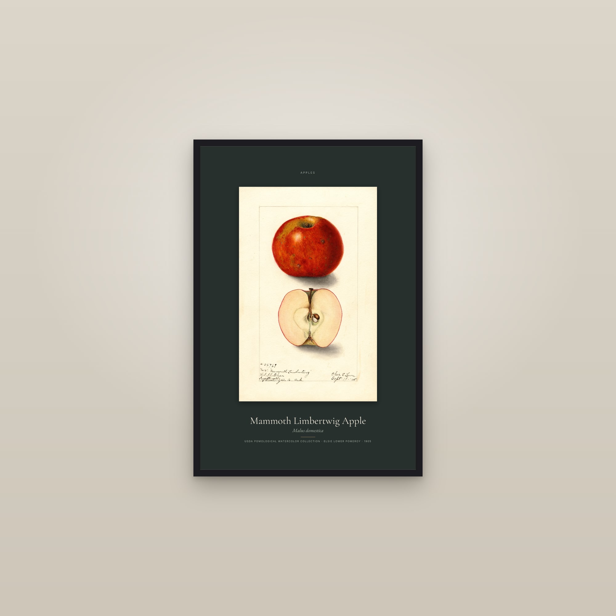 Mammoth Limbertwig Apple — Specimen — framed in a gallery setting