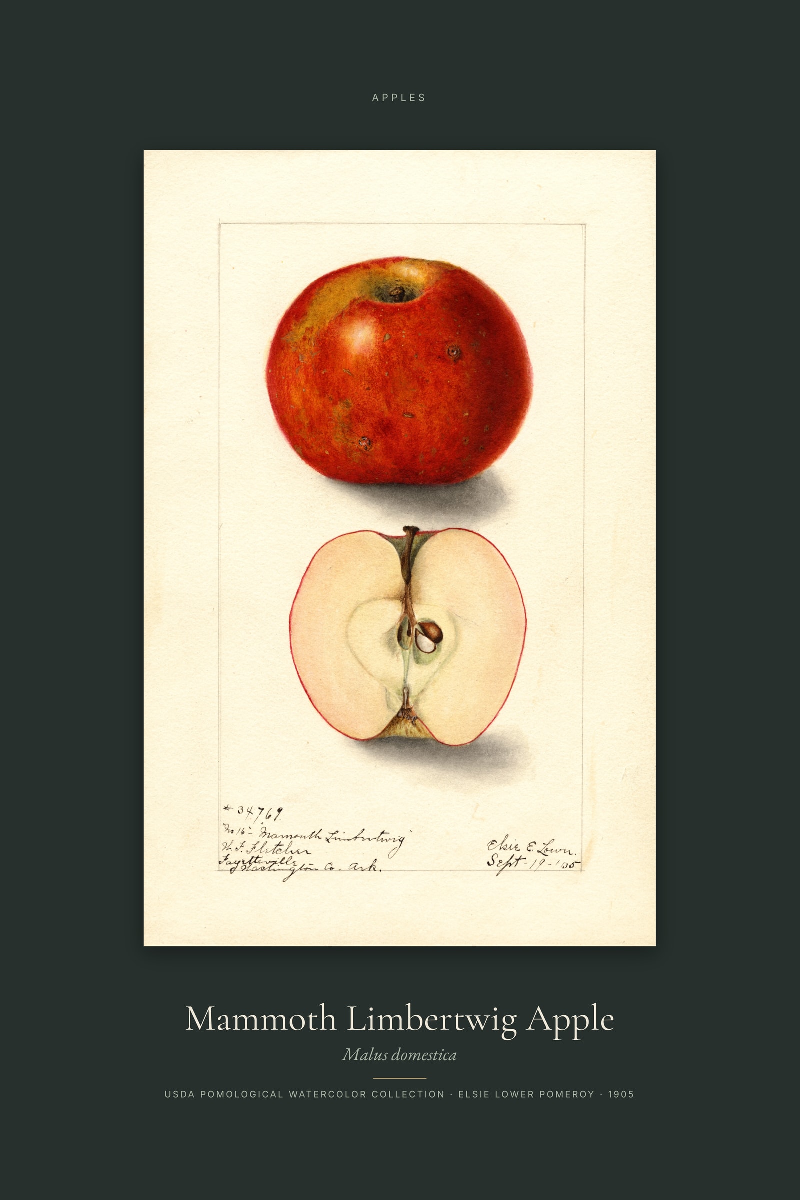 Mammoth Limbertwig Apple — Specimen