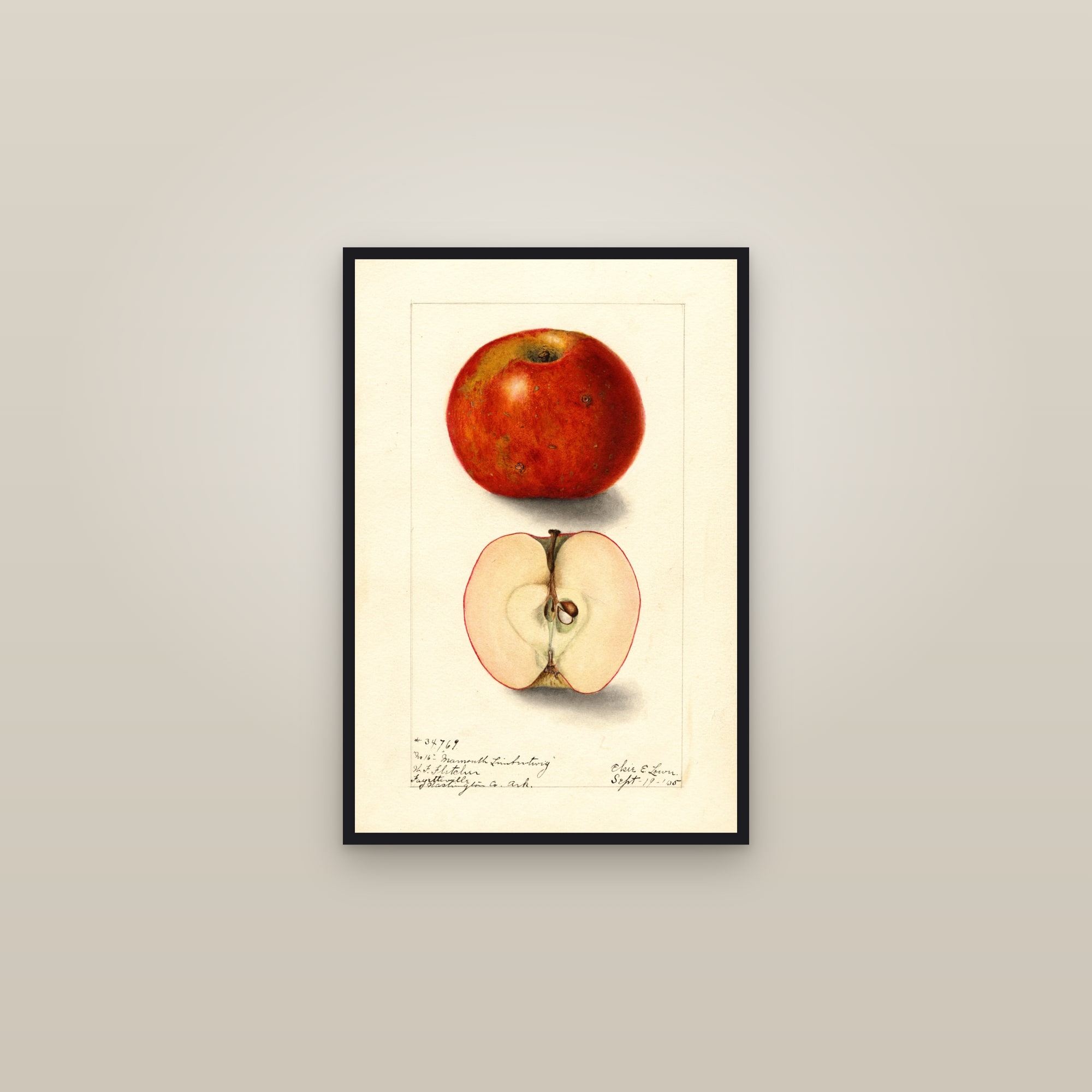 Mammoth Limbertwig Apple — framed in a gallery setting