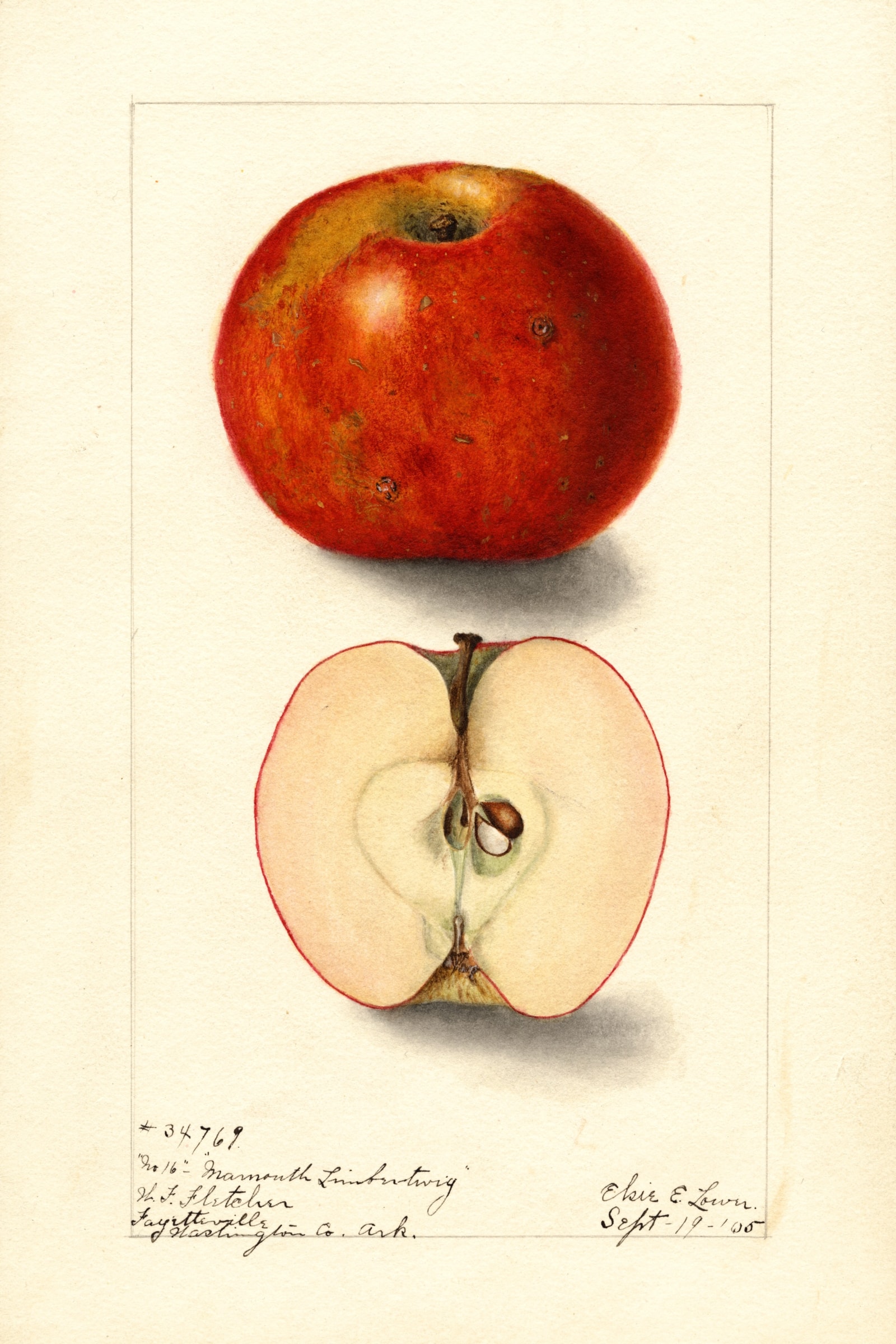 Mammoth Limbertwig Apple